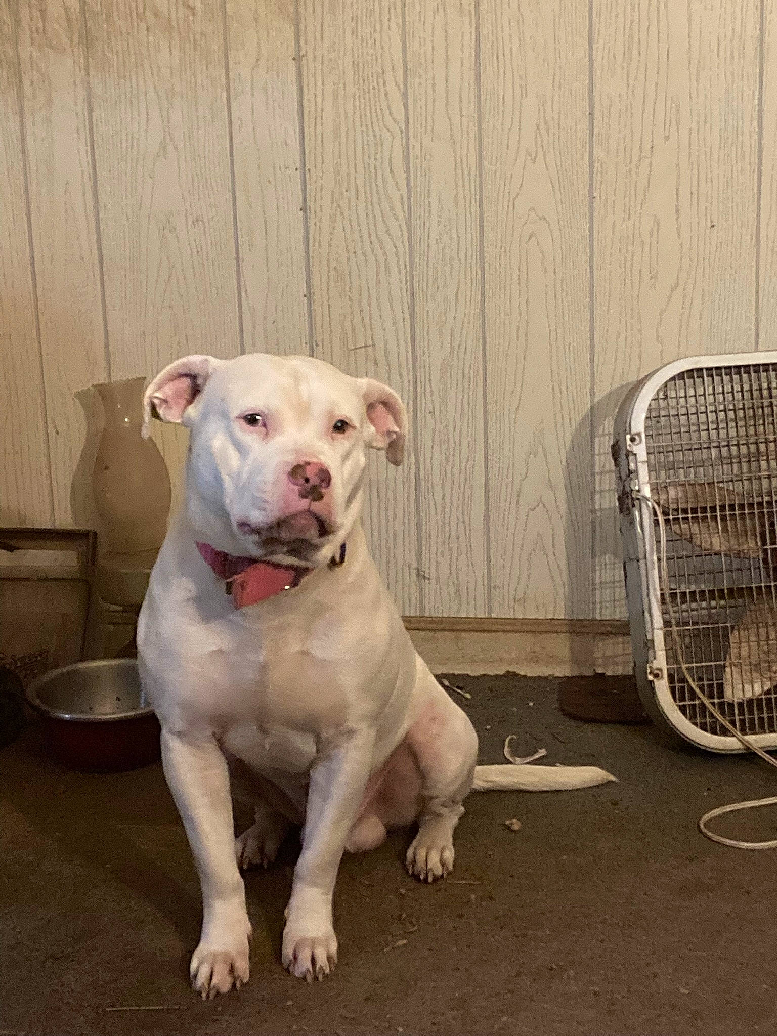 Joker is registered to the contest to win money with this photo: canidae, carnivore, collar, companion_dog, cordoba_fighting_dog, dog, dog_breed, dog_collar, dog_supply, dogo_guatemalteco, fawn, mesh, non_sporting_group, pet_supply, sporting_group, tail, terrestrial_animal, working_animal