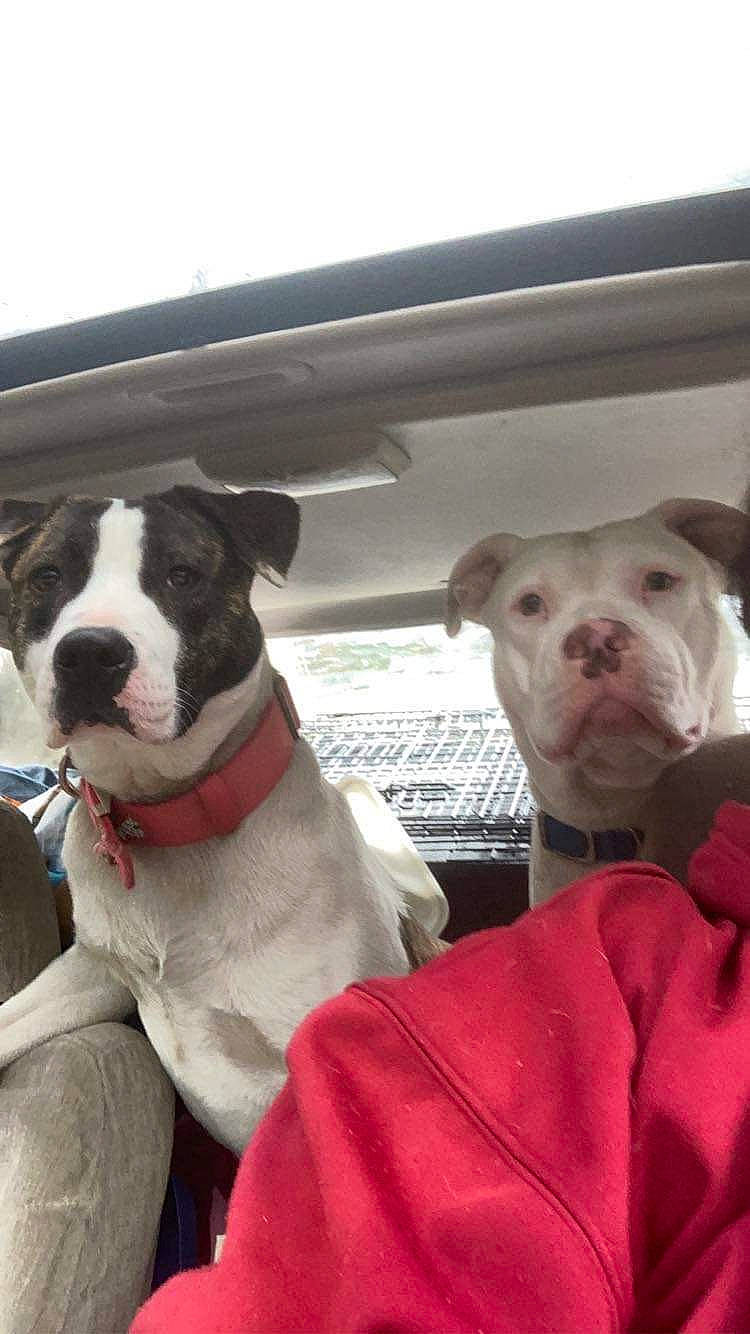 Joker joined the competition — help win amazing prizes! canidae, carnivore, collar, comfort, companion_dog, dog, dog_breed, dog_clothes, dog_collar, dog_supply, fawn, fur, leash, pet_supply, sky, snout, sporting_group, whiskers, window, working_animal