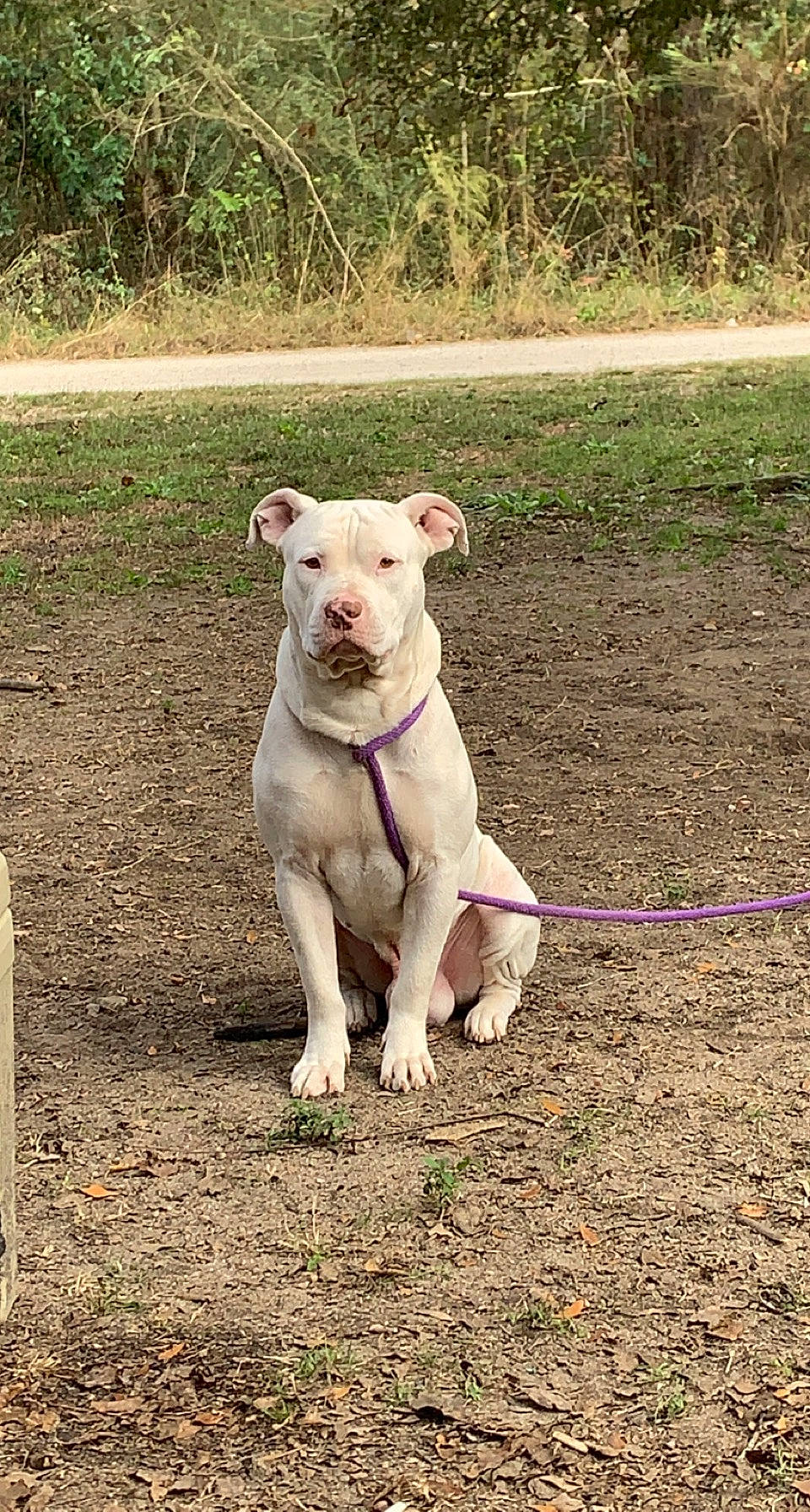 Joker joined the competition — help win amazing prizes! canidae, carnivore, collar, companion_dog, dog, dog_breed, dog_collar, fawn, grass, non_sporting_group, paw, pet_supply, plant, snout, soil, sporting_group, tail, terrestrial_animal, working_animal