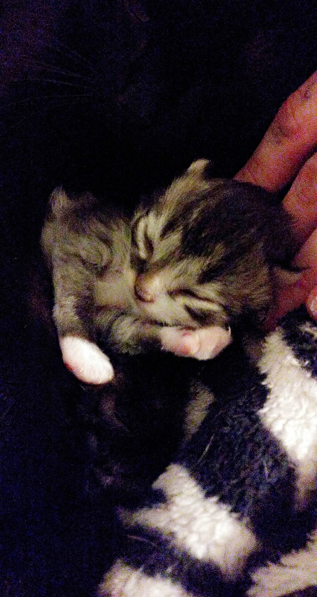 Puff N' Stuff joined the competition — help win amazing prizes! american_shorthair, american_wirehair, carnivore, cat, domestic_short_haired_cat, ear, european_shorthair, felidae, fur, gesture, hand, kitten, norwegian_forest_cat, paw, polydactyl_cat, small_to_medium_sized_cats, tabby_cat, whiskers