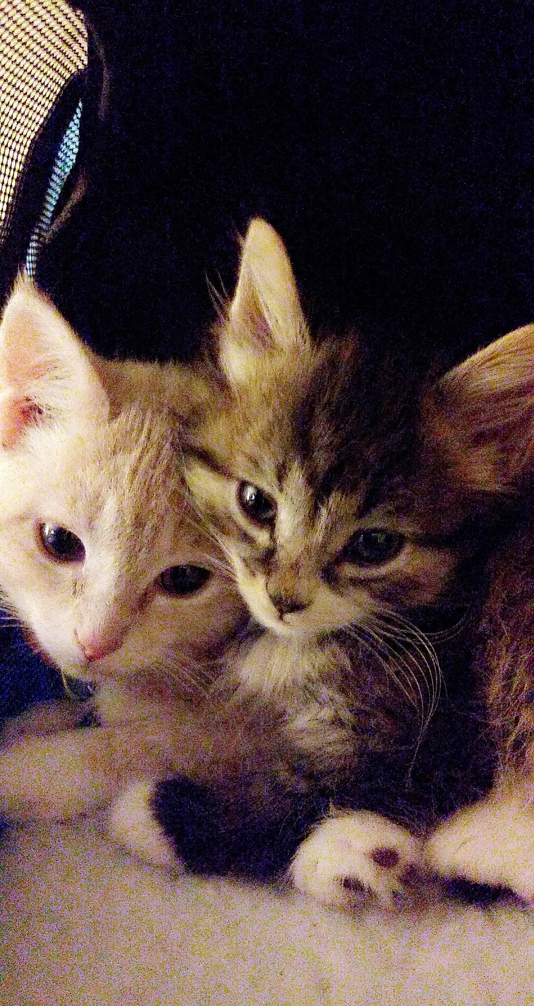 Puff N' Stuff is registered to the contest to win money with this photo: american_shorthair, american_wirehair, arabian_mau, asian, carnivore, cat, domestic_short_haired_cat, egyptian_mau, european_shorthair, fawn, felidae, german_rex, kitten, mammal, oriental_longhair, small_to_medium_sized_cats, tabby_cat, vertebrate, whiskers