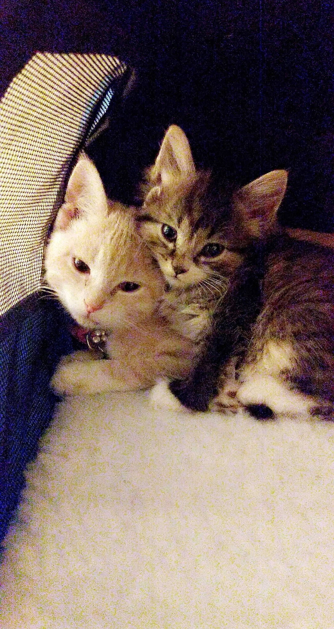 Puff N' Stuff is registered to the contest to win money with this photo: aegean_cat, american_shorthair, american_wirehair, asian, carnivore, cat, domestic_short_haired_cat, dragon_li, egyptian_mau, european_shorthair, fawn, felidae, fur, kitten, mammal, polydactyl_cat, small_to_medium_sized_cats, tabby_cat, vertebrate, whiskers