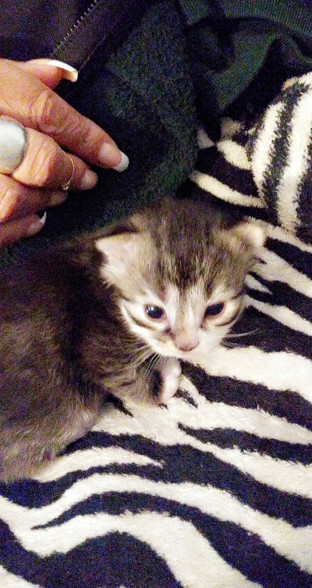 Puff N' Stuff joined the competition — help win amazing prizes! american_shorthair, american_wirehair, asian, carnivore, cat, domestic_short_haired_cat, dragon_li, european_shorthair, felidae, kitten, mammal, pixie_bob, small_to_medium_sized_cats, tabby_cat, vertebrate, whiskers