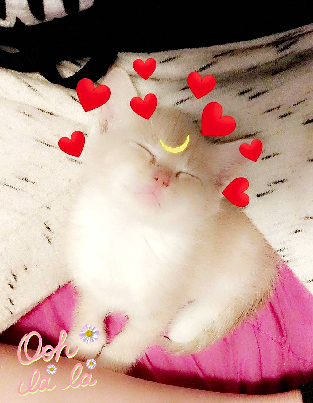 Sugar joined the competition — help win amazing prizes! cat, felidae, love, persian, pink, rabbits_and_hares, ragdoll, small_to_medium_sized_cats, valentines_day, whiskers