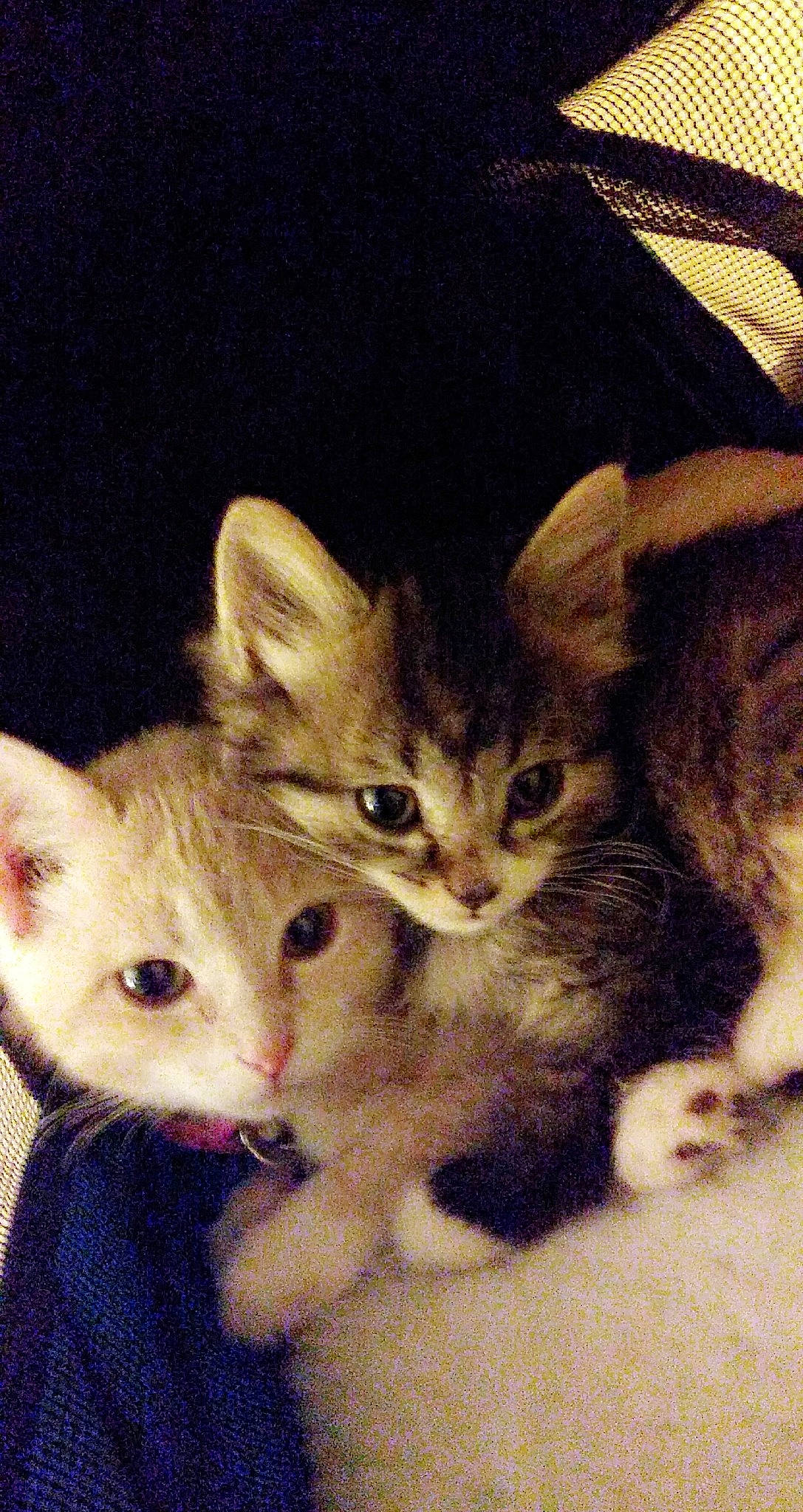 Sugar is registered to the contest to win money with this photo: american_shorthair, american_wirehair, arabian_mau, asian, carnivore, cat, domestic_short_haired_cat, egyptian_mau, european_shorthair, fawn, felidae, german_rex, kitten, mammal, ojos_azules, polydactyl_cat, small_to_medium_sized_cats, tabby_cat, vertebrate, whiskers