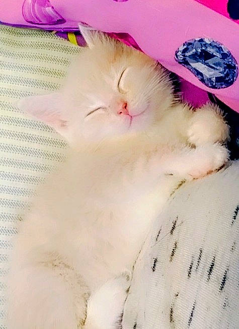 Sugar is registered to the contest to win money with this photo: carnivore, cat, ear, felidae, fur, kitten, nose, paw, persian, ragdoll, skin, small_to_medium_sized_cats, tail, turkish_angora, whiskers