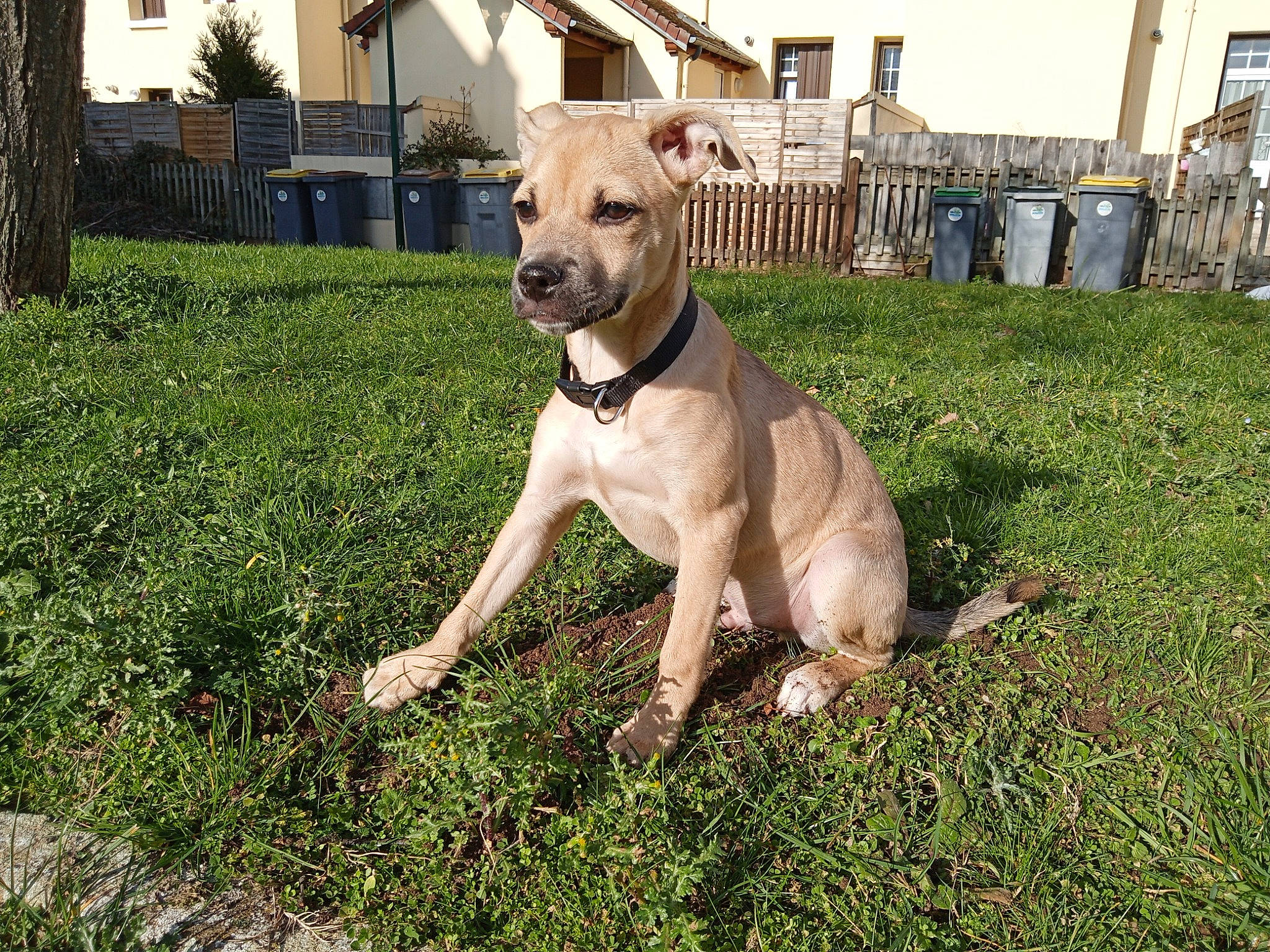 Loky participe au concours pour gagner de l'argent avec cette photo : building, carnivore, collar, companion_dog, dog, dog_breed, dog_collar, fawn, fence, grass, gun_dog, pet_supply, plant, sky, sporting_group, tail, tree, whiskers, window, working_animal