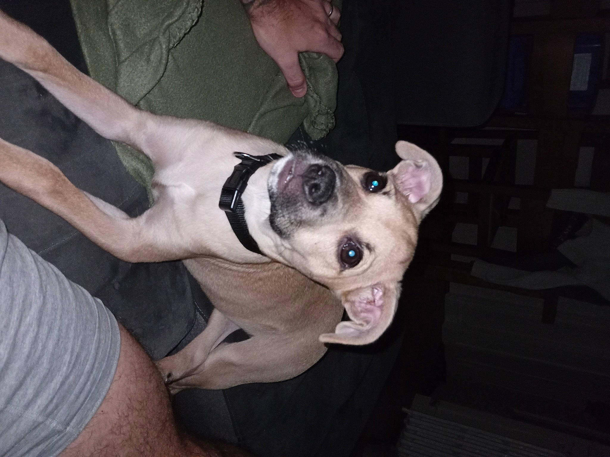 Loky a rejoint le concours — aidez-le/la à gagner de superbes lots ! canidae, carnivore, collar, companion_dog, dog, dog_breed, dog_collar, fawn, guard_dog, human_leg, nail, non_sporting_group, paw, sporting_group, thigh, whiskers, working_animal, wrist