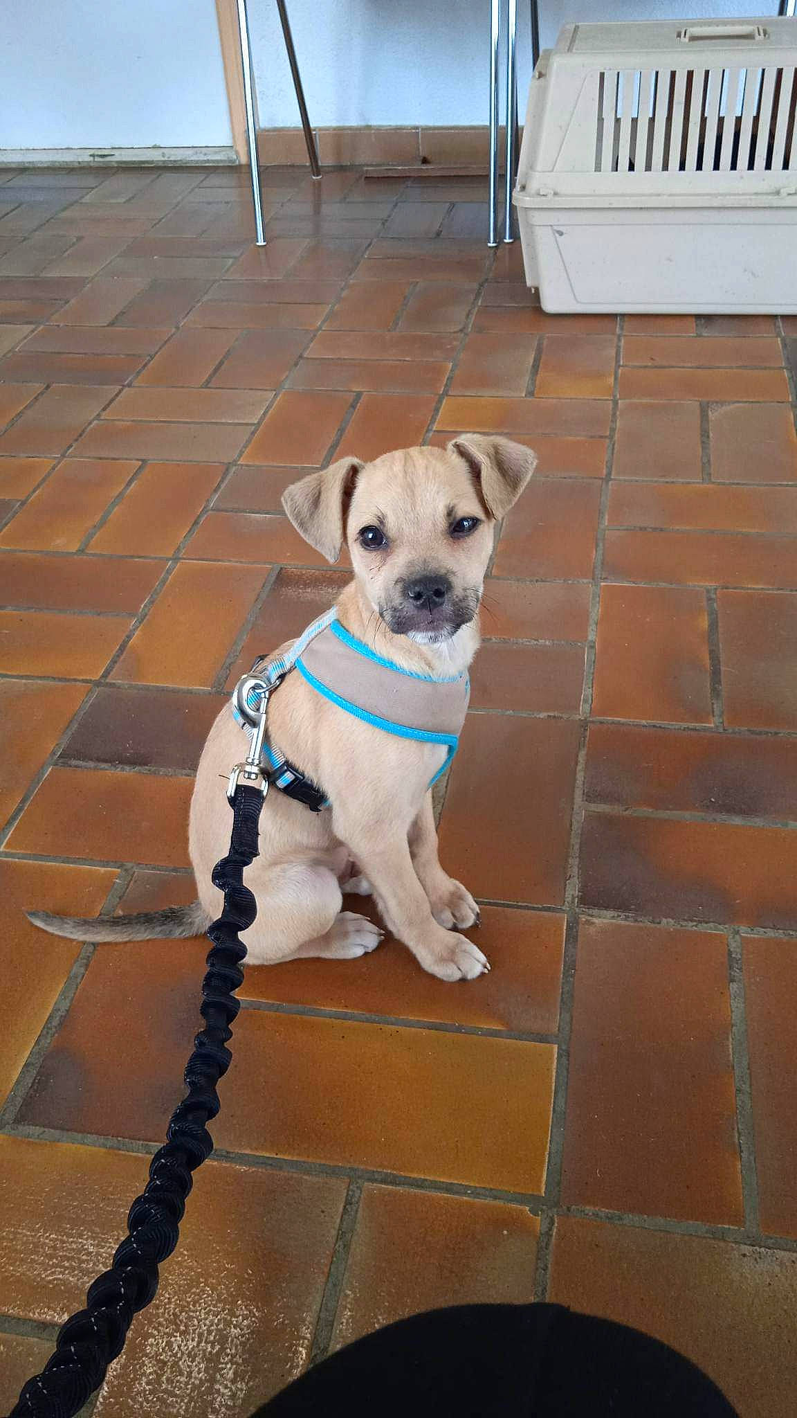 Loky a rejoint le concours — aidez-le/la à gagner de superbes lots ! canidae, carnivore, collar, companion_dog, dog, dog_breed, dog_clothes, dog_collar, dog_supply, fashion_accessory, fawn, flooring, hardwood, leash, paw, pet_supply, snout, tail, wood, working_animal