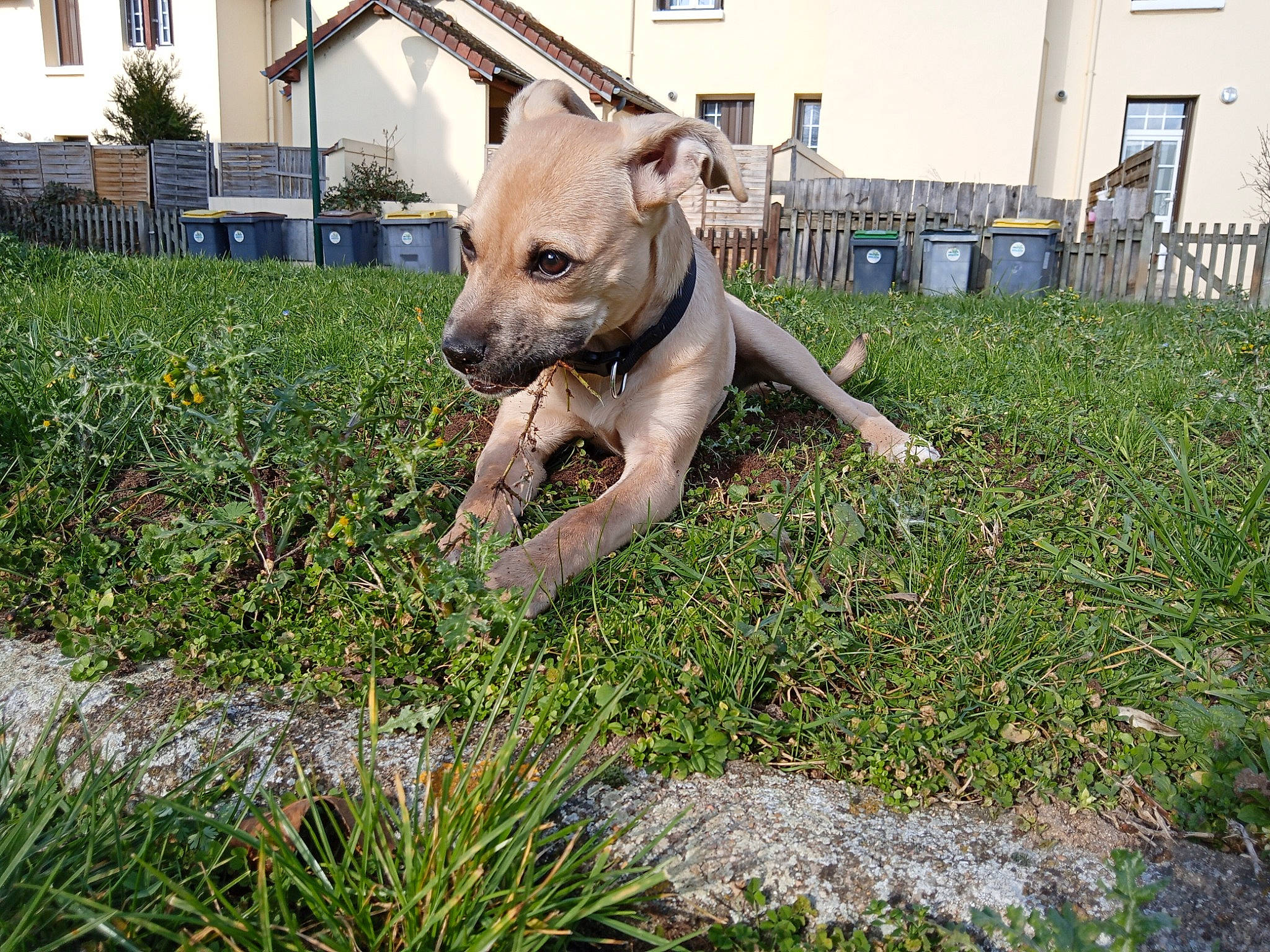 Loky participe au concours pour gagner de l'argent avec cette photo : art, building, canidae, carnivore, companion_dog, dog, dog_breed, fawn, garden, grass, groundcover, perennial_plant, plant, sculpture, snout, sporting_group, statue, terrestrial_animal, window, working_animal