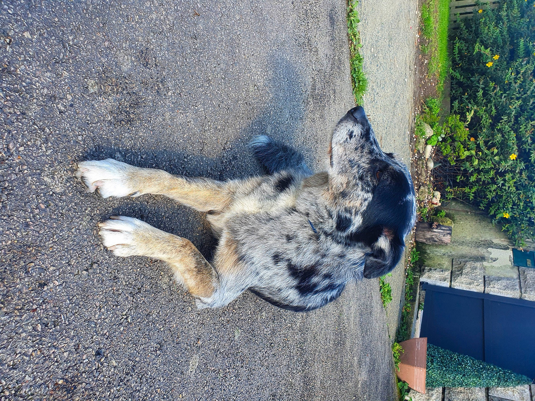 Lady a rejoint le concours — aidez-le/la à gagner de superbes lots ! art, asphalt, canidae, carnivore, dog_breed, domestic_short_haired_cat, felidae, fur, grass, grey, paw, plant, road_surface, shadow, small_to_medium_sized_cats, snout, soil, sporting_group, tail, wildlife