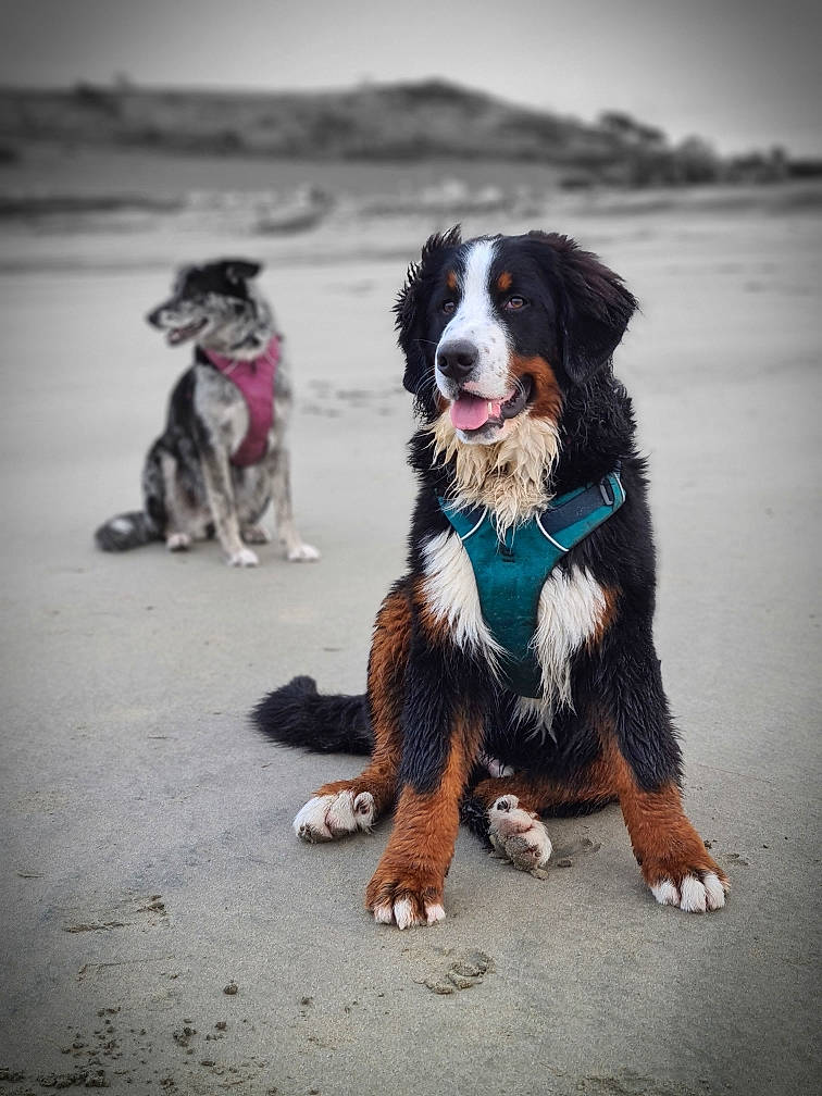 Elliott a rejoint le concours — aidez-le/la à gagner de superbes lots ! ball, border_collie, canidae, carnivore, collar, companion_dog, dog, dog_breed, dog_collar, dog_supply, fur, guard_dog, gun_dog, happy, leash, recreation, sky, sporting_group, working_animal, working_dog