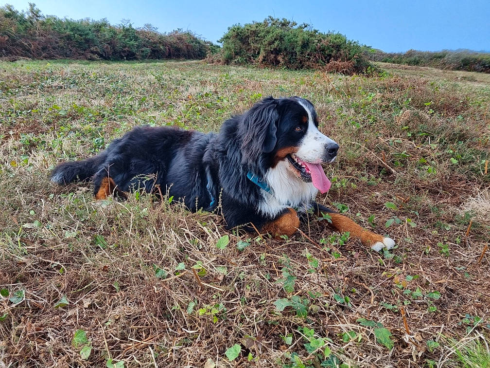 Elliott participe au concours pour gagner de l'argent avec cette photo : canidae, carnivore, companion_dog, dog, dog_breed, grass, grassland, gun_dog, herding_dog, hunting_dog, mammal, plant, sky, soil, sporting_group, tree, working_dog