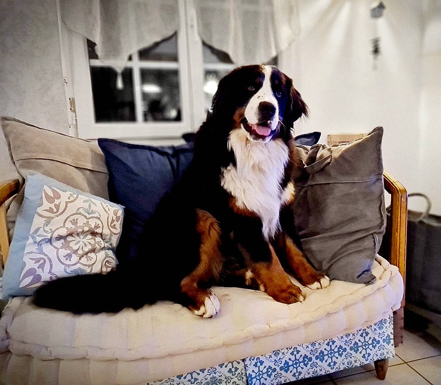 Elliott a rejoint le concours — aidez-le/la à gagner de superbes lots ! canidae, carnivore, comfort, companion_dog, couch, dog, dog_breed, dog_supply, door, fur, furniture, home, mammal, pet_supply, room, smile, sporting_group, window, working_animal, working_dog