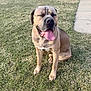 animal, ball, bodypart, boxer, bulldog, canine, dog, football, frenchbulldog, grass, lawn, mouth, person, pet, pitbull, plant, puppy, snout, soccer, soccerball