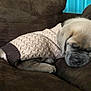 animal, blanket, bulldog, canine, clothing, couch, cushion, dog, furniture, homedecor, hound, knitwear, labradorretriever, person, pet, pug, puppy, sleeping, snout, sweater