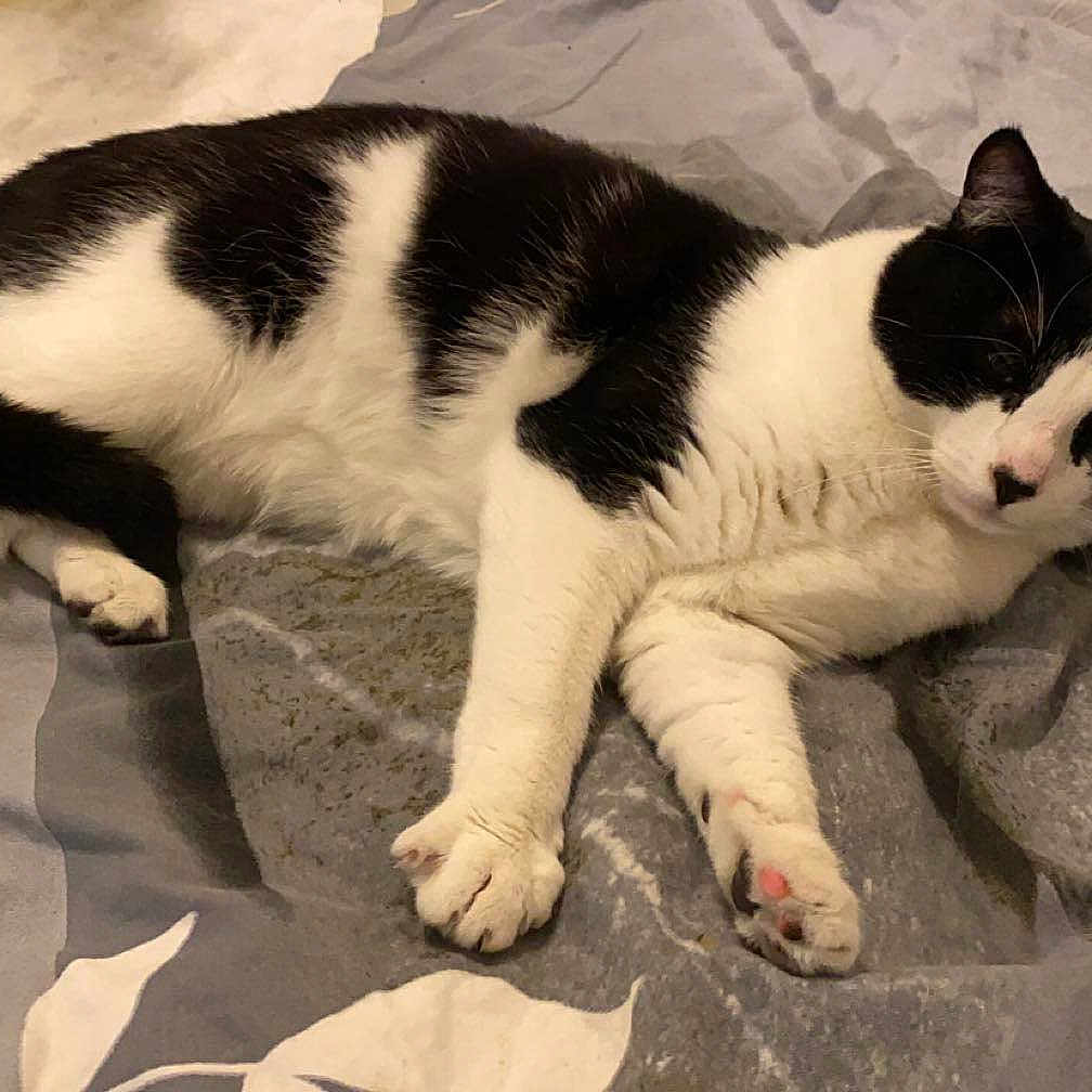 Lilo participe au concours pour gagner de l'argent avec cette photo : abyssinian, angora, animal, blanket, cat, document, egyptiancat, kitten, manx, person, pet, quilt, receipt, rock, siamese, slate, sleeping, text, towel