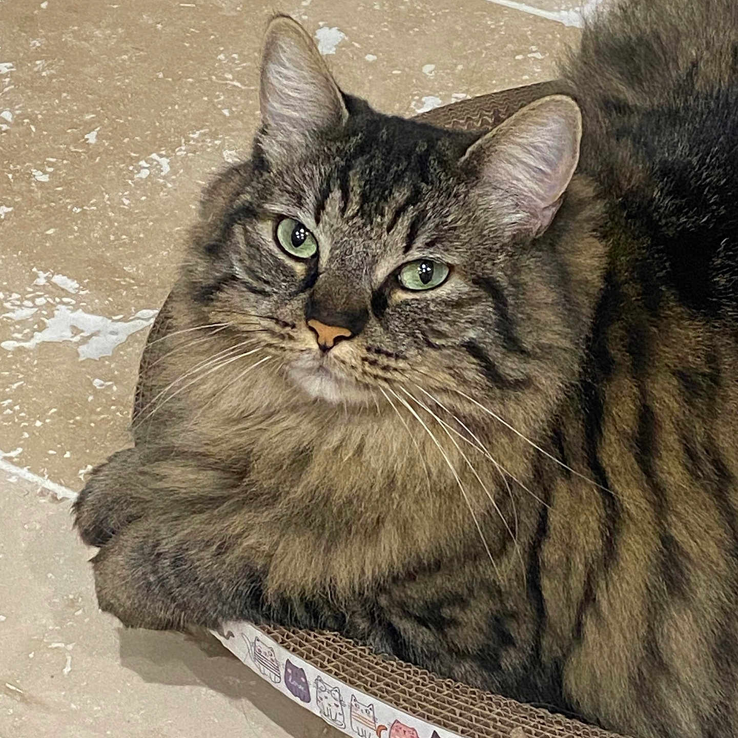 Bianca a rejoint le concours — aidez-le/la à gagner de superbes lots ! abyssinian, angora, animal, cat, egyptiancat, hardwood, kitten, manx, pet, wood