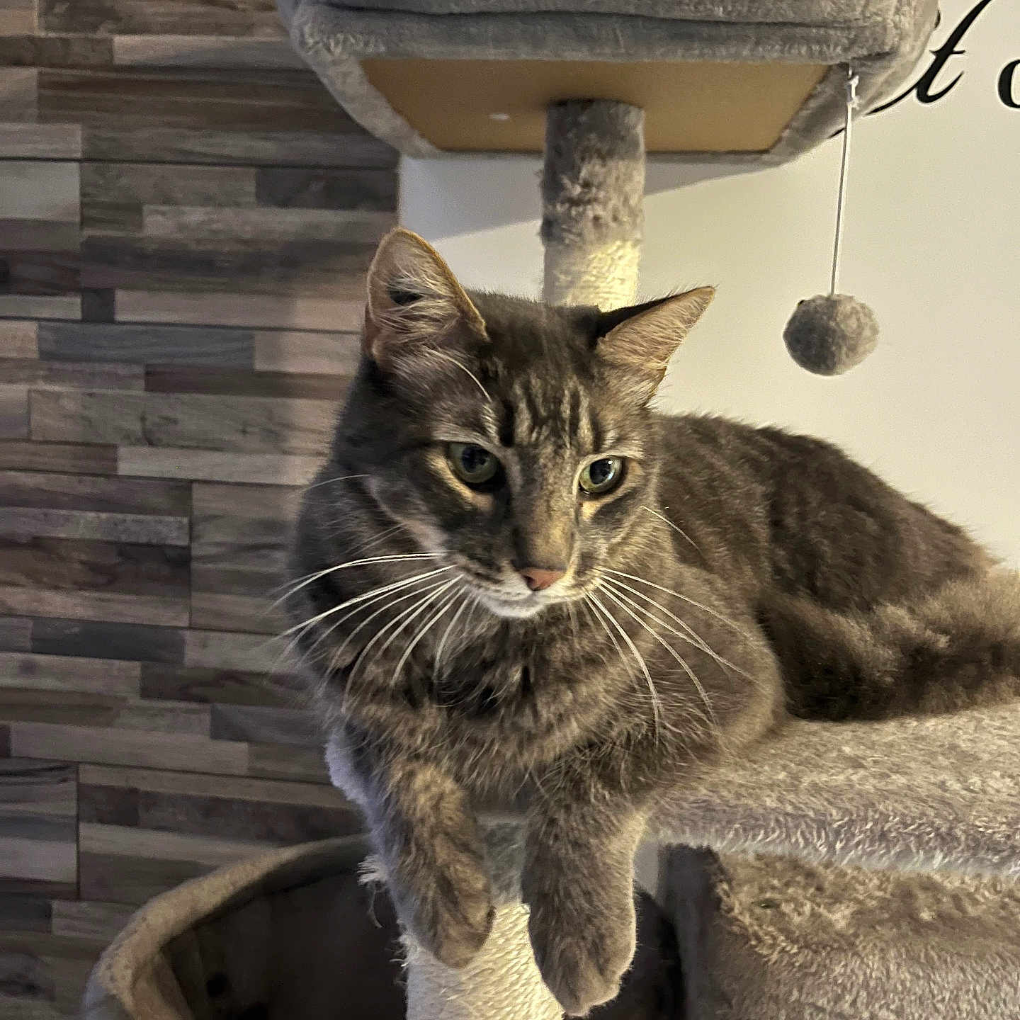 Oslo a rejoint le concours — aidez-le/la à gagner de superbes lots ! abyssinian, alloywheel, animal, architecture, car, carwheel, cat, fountain, kitten, machine, manx, pet, sink, spoke, tire, transportation, vehicle, water, wheel, wood