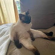 Chanel participe au concours pour gagner de l'argent avec cette photo : animal, cat, couch, cozy, curtains, cute, domestic, fluffy, fur, furniture, indoor, light, paws, pet, relaxed, resting, siamese, sitting, whiskers, window