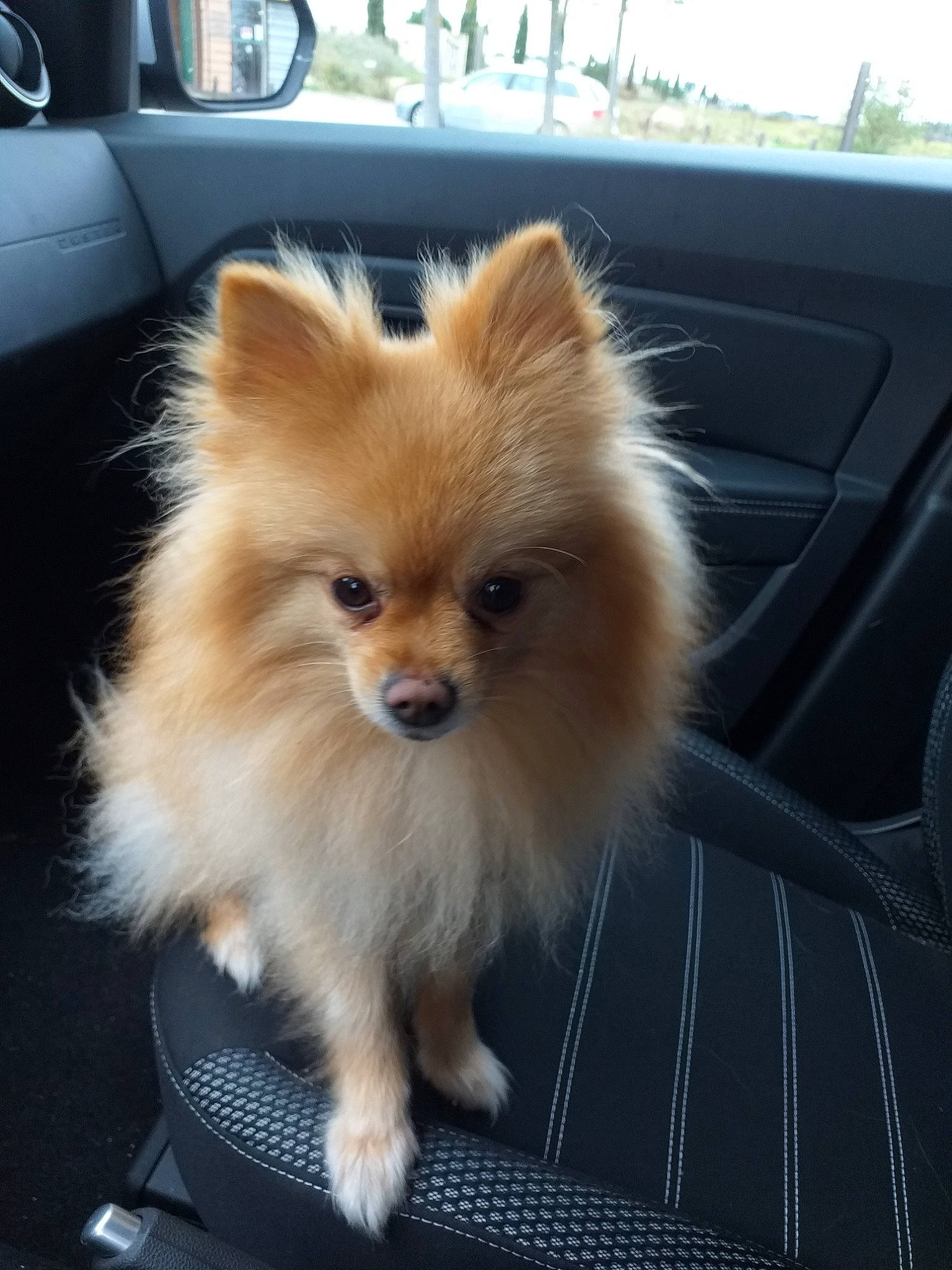 Nina a rejoint le concours — aidez-le/la à gagner de superbes lots ! canidae, carnivore, companion_dog, dog, dog_breed, fur, german_spitz, german_spitz_klein, german_spitz_mittel, mammal, non_sporting_group, pomeranian, puppy, snout, spitz, sporting_group, toy_dog, vertebrate, volpino_italiano, whiskers