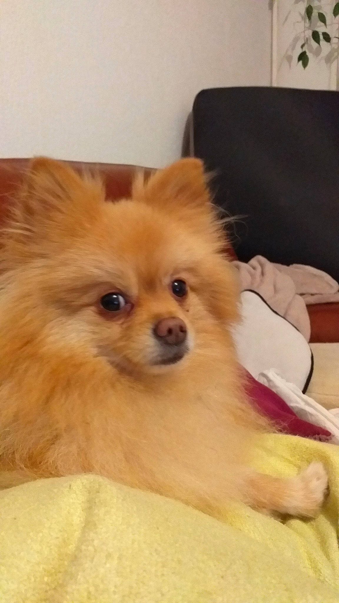 Nina a rejoint le concours — aidez-le/la à gagner de superbes lots ! canidae, carnivore, companion_dog, dog, dog_breed, fawn, fur, german_spitz, german_spitz_klein, german_spitz_mittel, mammal, non_sporting_group, pomeranian, puppy, skin, snout, spitz, toy_dog, vertebrate, volpino_italiano