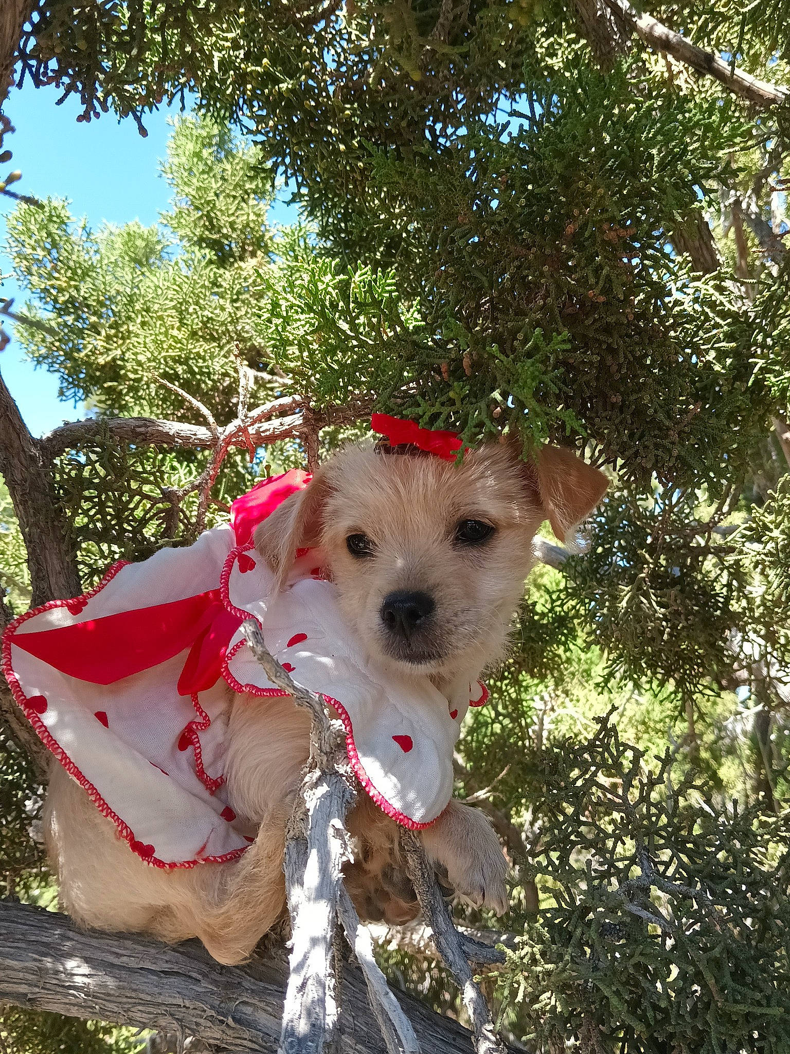 Theresa is registered to the contest to win money with this photo: canidae, carnivore, collar, companion_dog, dog, dog_breed, dog_clothes, dog_collar, dog_supply, fawn, grass, hat, leash, plant, snout, sporting_group, toy, toy_dog, tree, working_animal