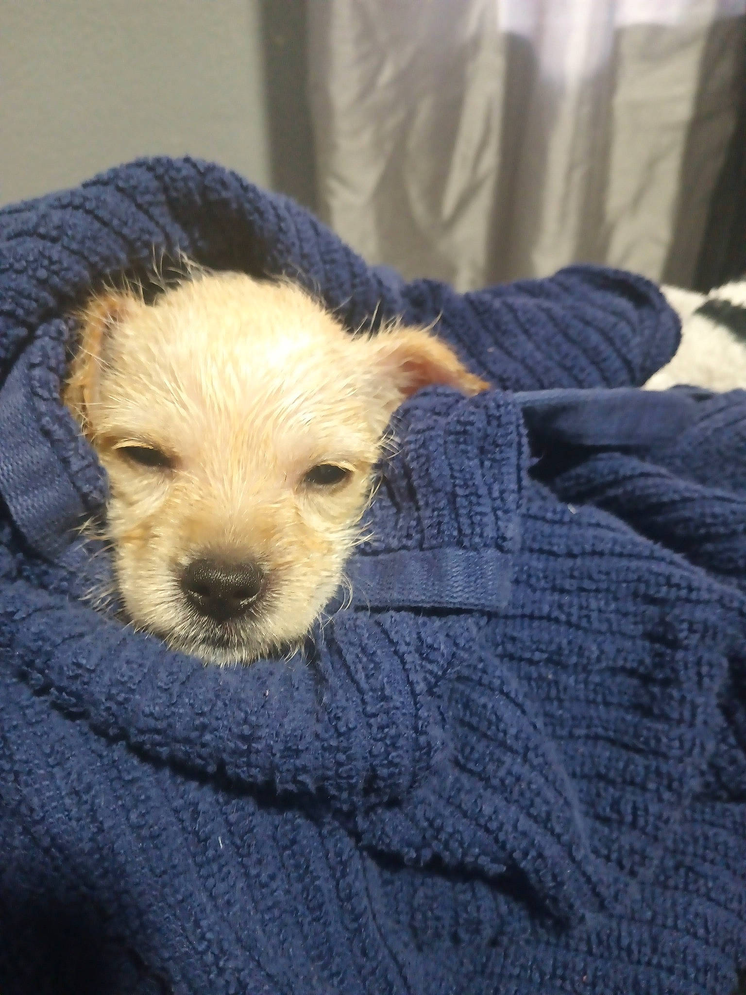 Theresa joined the competition — help win amazing prizes! carnivore, claw, comfort, companion_dog, dog, dog_breed, fur, non_sporting_group, paw, puppy_love, small_terrier, sporting_group, terrestrial_animal, terrier, toy_dog, whiskers