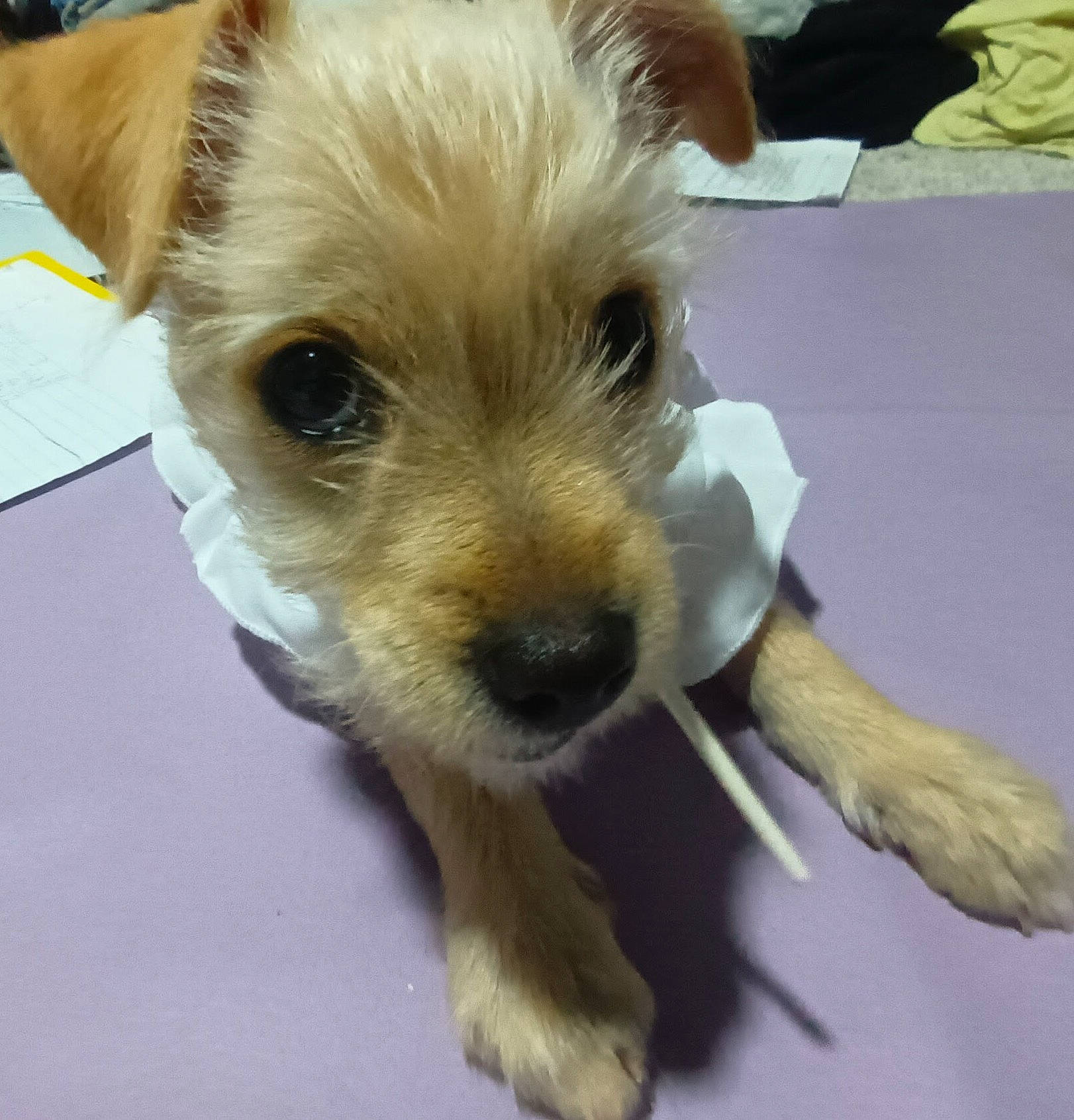 Theresa joined the competition — help win amazing prizes! carnivore, companion_dog, dog, dog_breed, dog_supply, fawn, fur, non_sporting_group, small_terrier, snout, terrestrial_animal, terrier, toy_dog, whiskers, working_animal