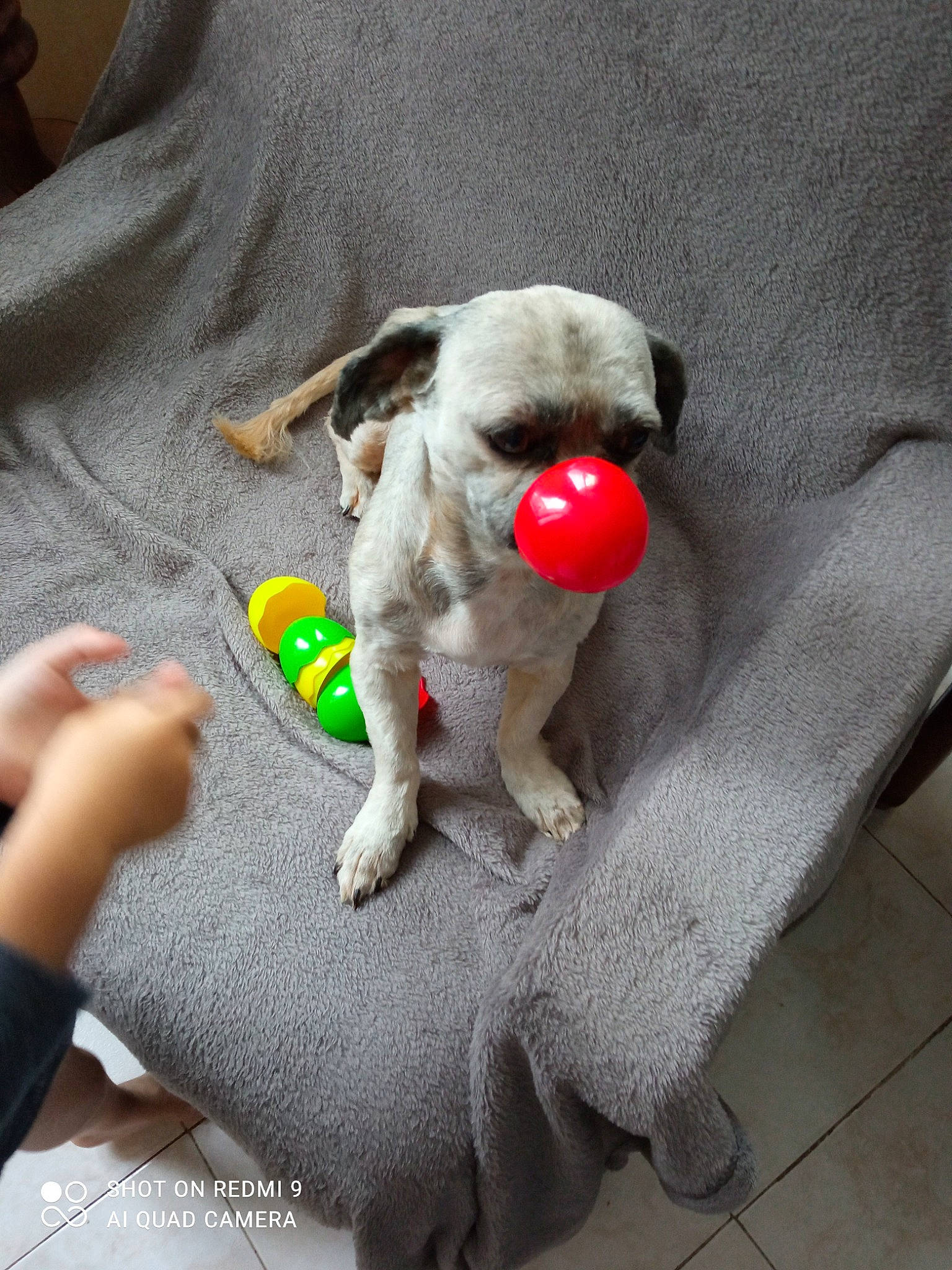 Hawa a rejoint le concours — aidez-le/la à gagner de superbes lots ! canidae, carnivore, companion_dog, dog, dog_breed, dog_supply, dog_toy, doll, fawn, felidae, fur, grey, paw, plush, snout, sporting_group, stuffed_toy, tail, toy, wool