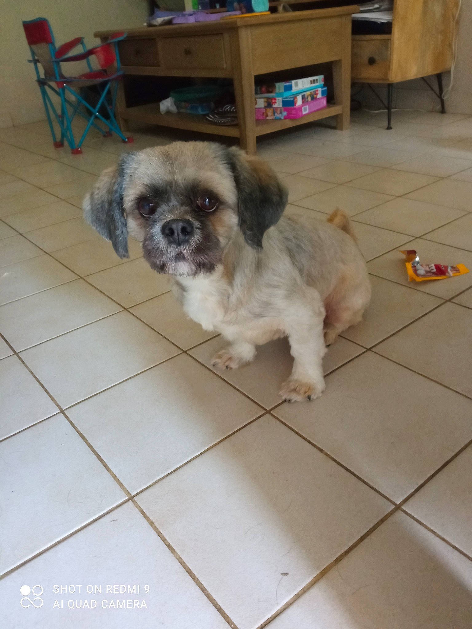 Hawa a rejoint le concours — aidez-le/la à gagner de superbes lots ! carnivore, chair, companion_dog, dog, dog_breed, dog_supply, drawer, fawn, floor, flooring, furniture, hardwood, liver, shelf, snout, table, tile_flooring, toy_dog, wood, working_animal