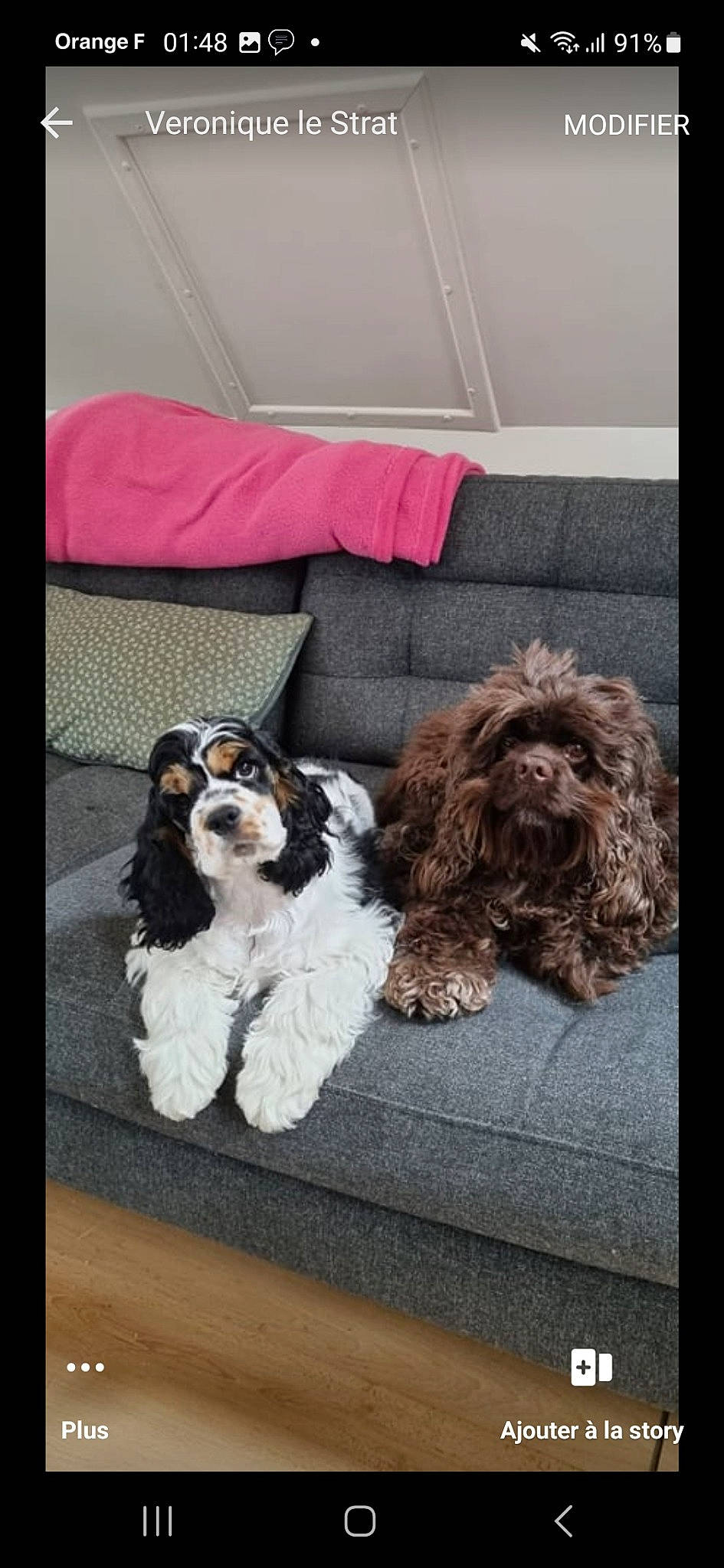 Shanel participe au concours pour gagner de l'argent avec cette photo : canidae, carnivore, comfort, companion_dog, dog, dog_breed, dog_collar, dog_supply, fur, liver, mammal, non_sporting_group, rectangle, room, spaniel, sporting_group, toy_dog, water_dog, working_animal