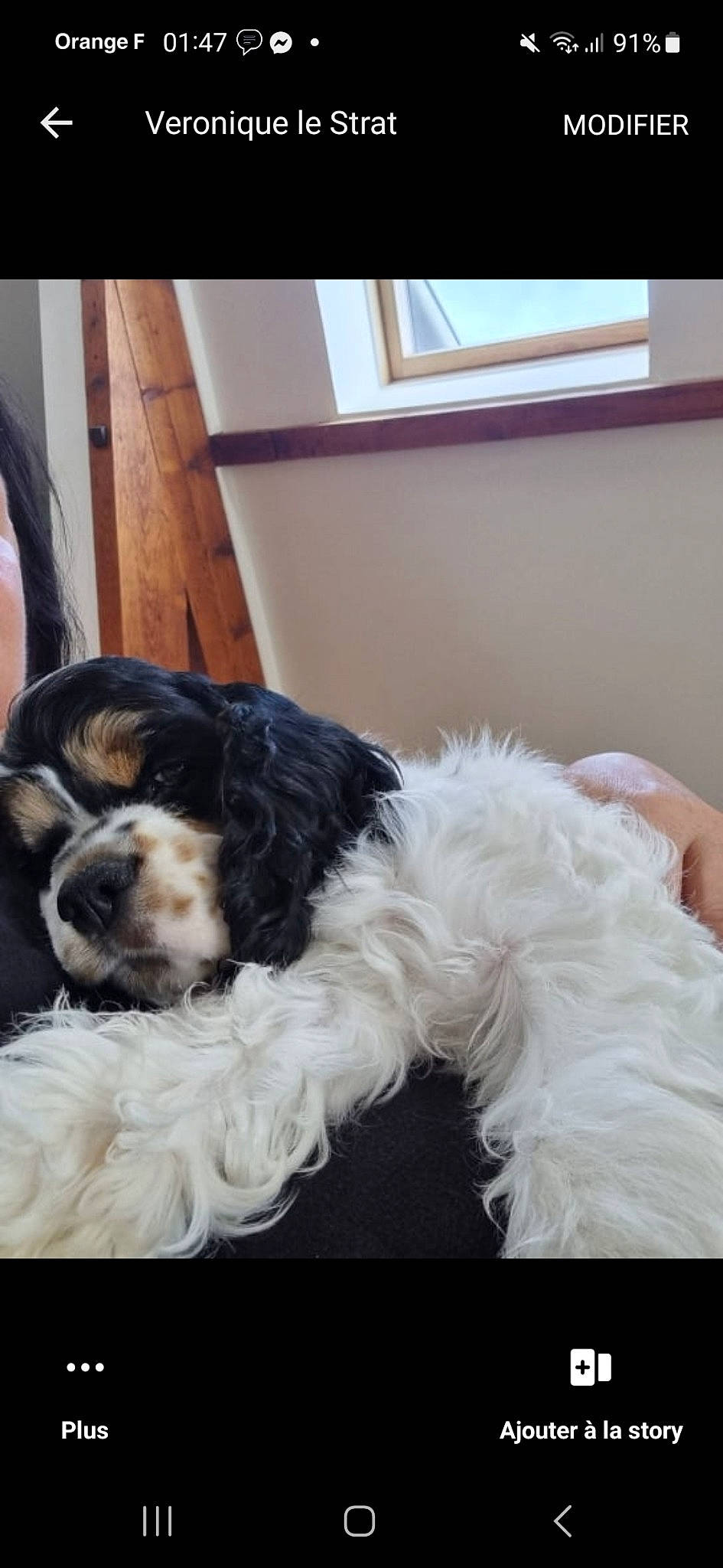 Shanel participe au concours pour gagner de l'argent avec cette photo : canidae, carnivore, comfort, companion_dog, corn_on_the_cob, dog, dog_breed, fur, giant_dog_breed, small_terrier, snout, sporting_group, tail, terrier, toy_dog, water_dog, window, working_animal, working_dog