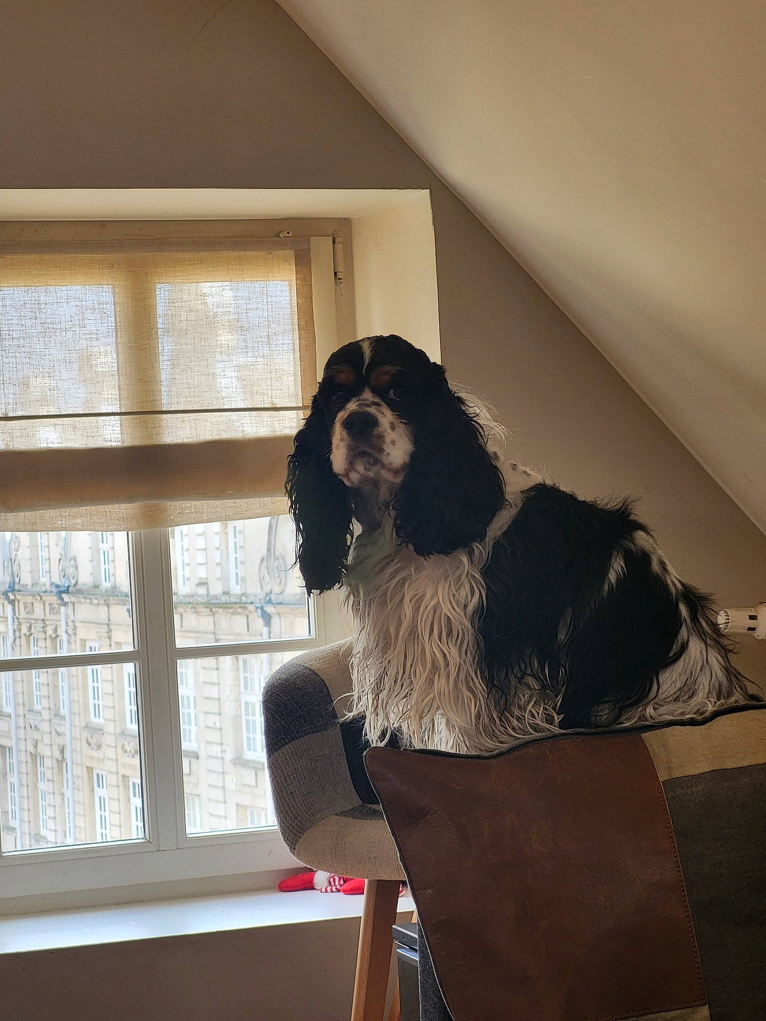 Shanel participe au concours pour gagner de l'argent avec cette photo : beard, bookcase, canidae, carnivore, comfort, companion_dog, dog, dog_breed, eyewear, feather, fur, hardwood, liver, room, shade, sporting_group, tints_and_shades, window, window_blind, wood