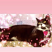 Raven joined the competition — help win amazing prizes! cat, black_and_white, lying_down, windowsill, sparkles, glow, indoor, pet, whiskers, yellow_eyes, collar, heart_shaped_tag, relaxed, feline, cute, domestic_animal, closeup, portrait, pink_tint, soft_light