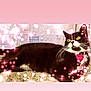 cat, black_and_white, lying_down, windowsill, sparkles, glow, indoor, pet, whiskers, yellow_eyes, collar, heart_shaped_tag, relaxed, feline, cute, domestic_animal, closeup, portrait, pink_tint, soft_light