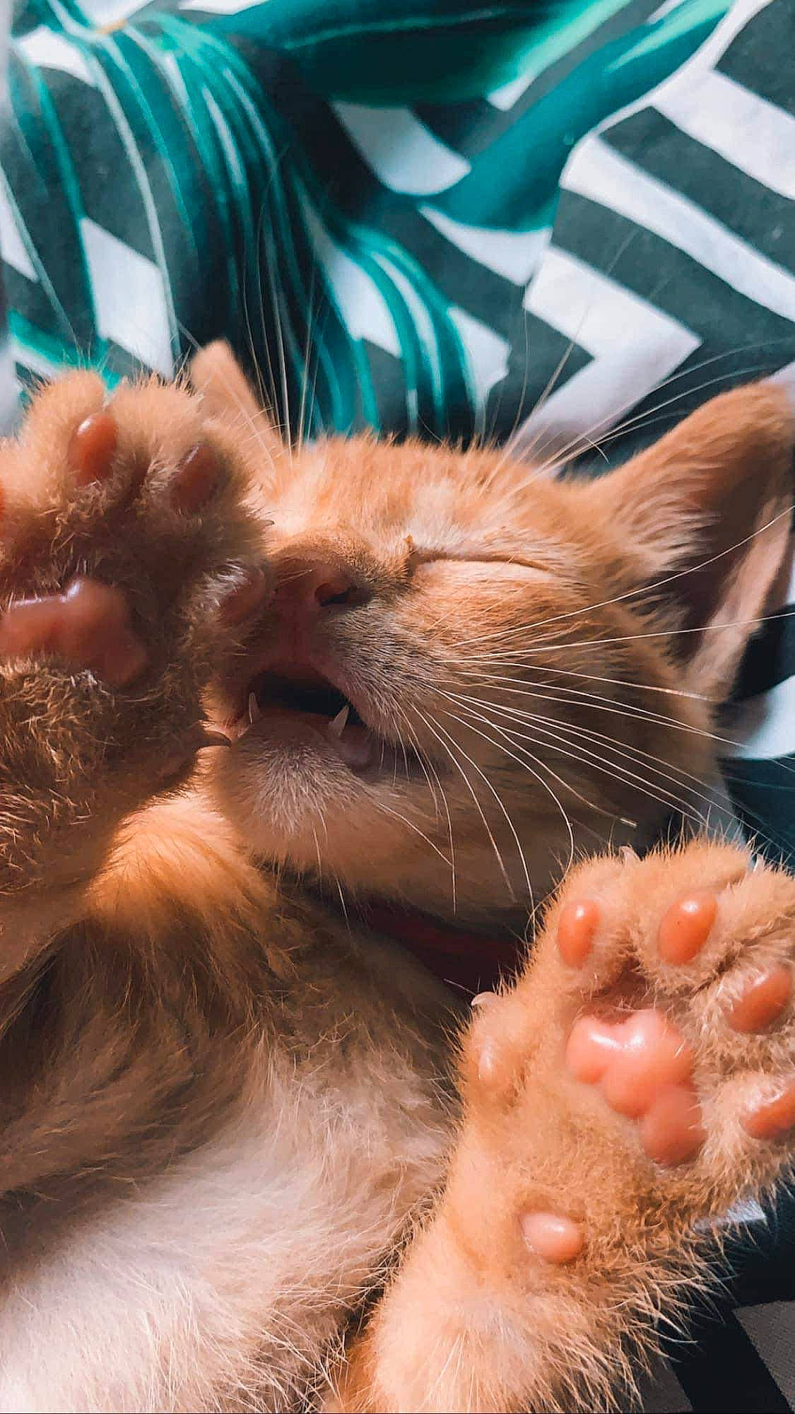 Hatchi a rejoint le concours — aidez-le/la à gagner de superbes lots ! carnivore, cat, claw, close_up, comfort, domestic_short_haired_cat, ear, fawn, felidae, foot, fur, gesture, nail, nap, paw, small_to_medium_sized_cats, snout, tail, terrestrial_animal, whiskers