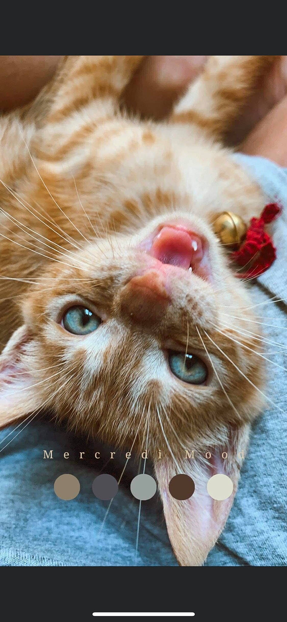 Hatchi a rejoint le concours — aidez-le/la à gagner de superbes lots ! carnivore, cat, claw, close_up, domestic_short_haired_cat, ear, eye, eyelash, fawn, felidae, fur, head, iris, mammal, nose, paw, small_to_medium_sized_cats, snout, vertebrate, whiskers