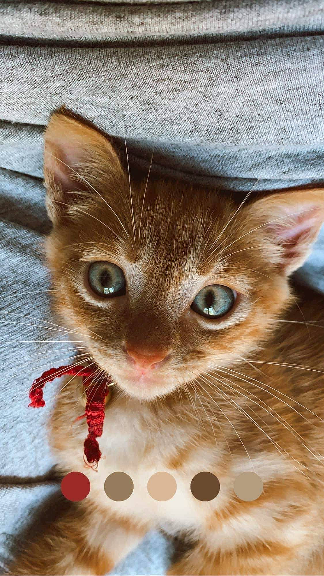 Hatchi a rejoint le concours — aidez-le/la à gagner de superbes lots ! carnivore, cat, cat_supply, claw, close_up, curious, domestic_short_haired_cat, fawn, felidae, fur, iris, pattern, paw, pet_supply, photo_caption, photography, small_to_medium_sized_cats, snout, terrestrial_animal, whiskers