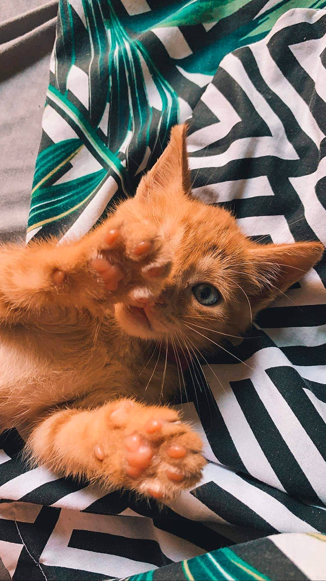 Hatchi a rejoint le concours — aidez-le/la à gagner de superbes lots ! blue, canidae, carnivore, cat, claw, comfort, companion_dog, domestic_short_haired_cat, electric_blue, fawn, felidae, fur, gesture, orange, paw, plant, small_to_medium_sized_cats, snout, tail, whiskers