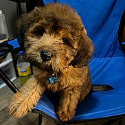 Bellah joined the competition — help win amazing prizes! puppy, dog, brown_fur, fluffy, blue_chair, indoor, pet, collar, tag, floor, bottle, plastic_bottle, wood_floor, cute, sitting, looking, pet_accessory, domestic_animal, chair, furniture