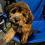 puppy, dog, brown_fur, fluffy, blue_chair, indoor, pet, collar, tag, floor, bottle, plastic_bottle, wood_floor, cute, sitting, looking, pet_accessory, domestic_animal, chair, furniture