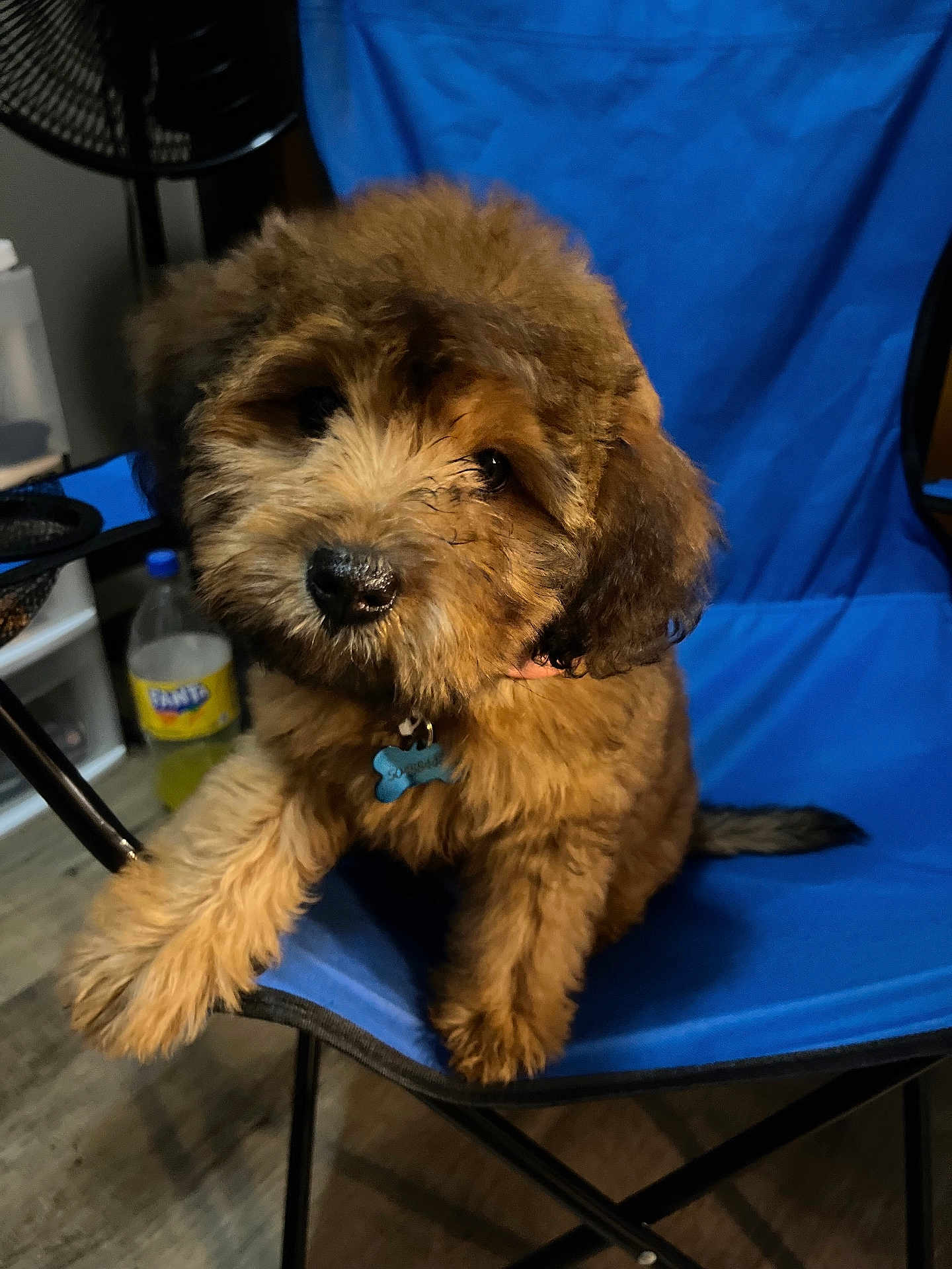 Bellah joined the competition — help win amazing prizes! puppy, dog, brown_fur, fluffy, blue_chair, indoor, pet, collar, tag, floor, bottle, plastic_bottle, wood_floor, cute, sitting, looking, pet_accessory, domestic_animal, chair, furniture