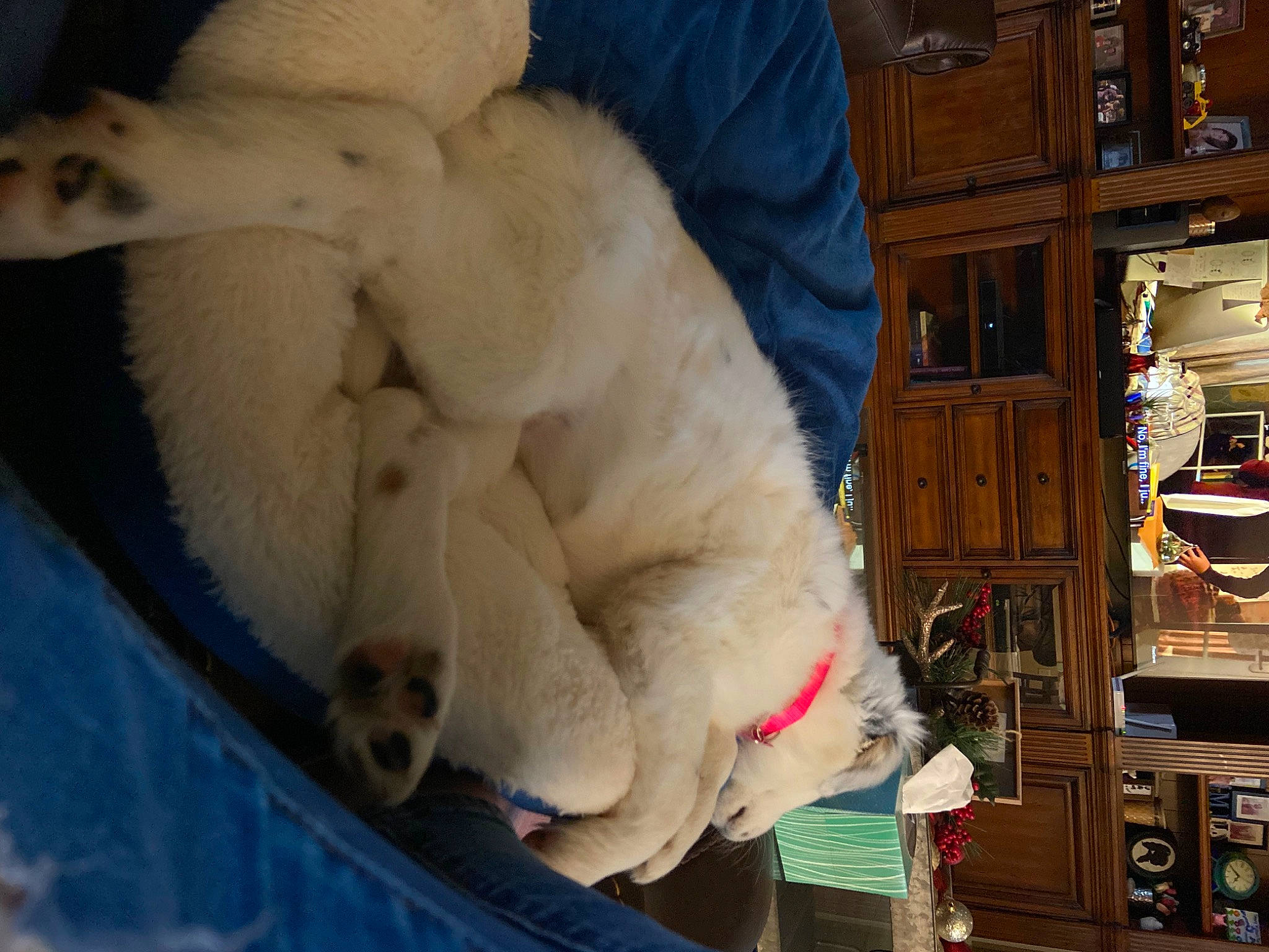 Nova is registered to the contest to win money with this photo: cabinetry, canidae, carnivore, claw, comfort, companion_dog, cupboard, dog_breed, fawn, felidae, fur, nap, paw, polar_bear, shelf, small_to_medium_sized_cats, snout, sporting_group, tail, whiskers