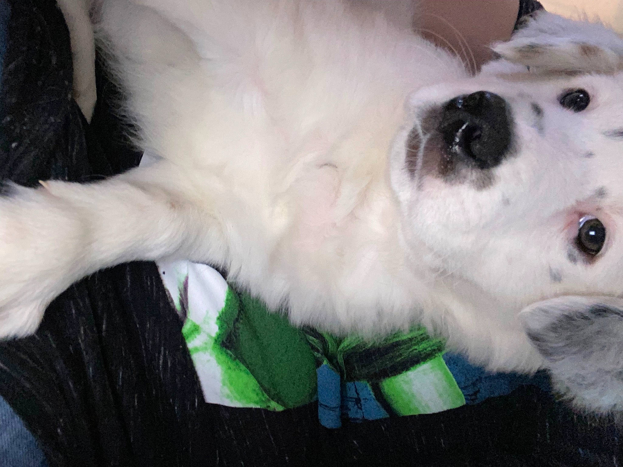 Nova joined the competition — help win amazing prizes! american_eskimo_dog, canidae, carnivore, companion_dog, dog, dog_breed, fawn, felidae, fur, german_spitz, japanese_spitz, paw, puppy, snout, sporting_group, terrestrial_animal, toy, volpino_italiano, whiskers, working_animal