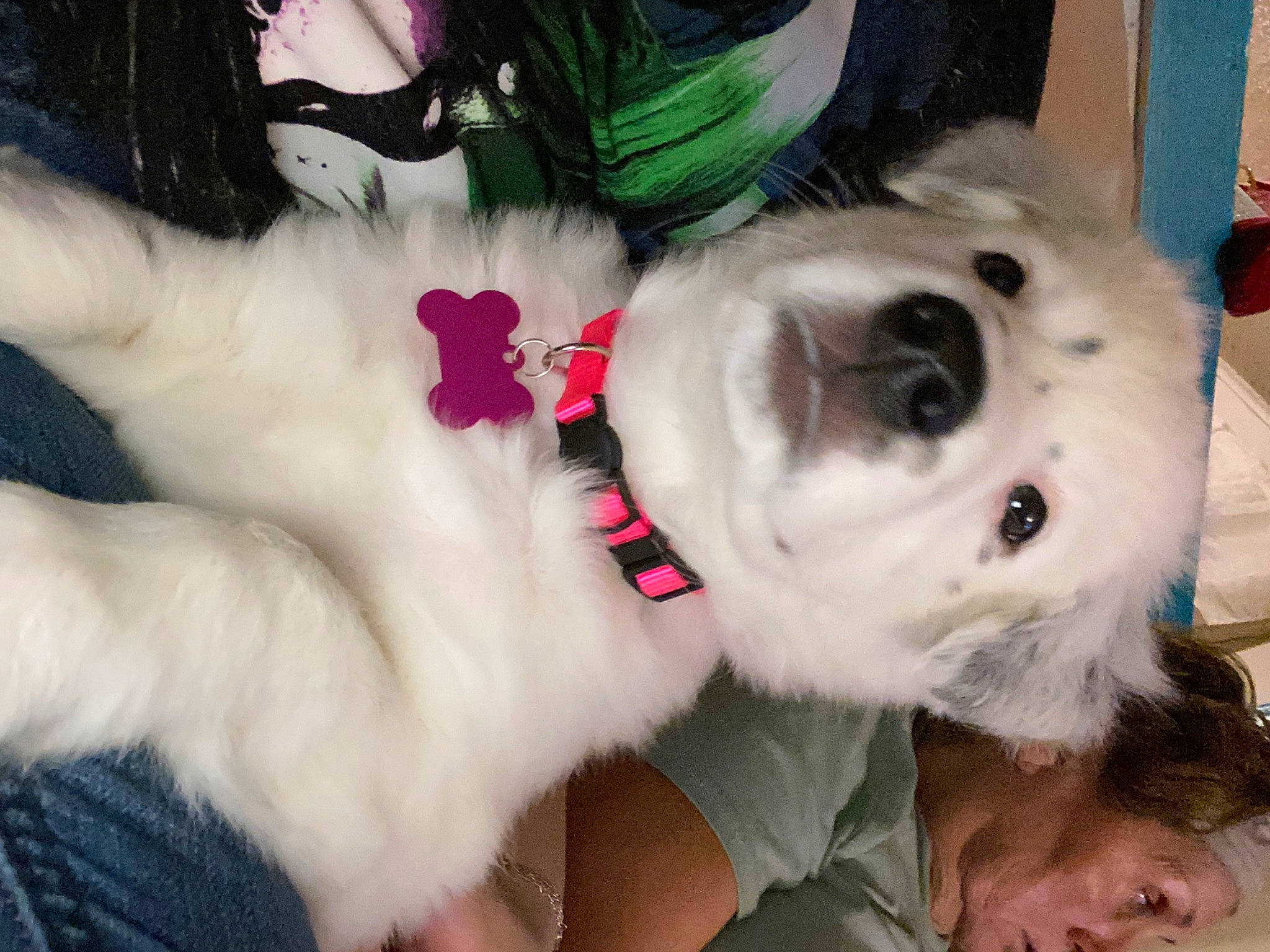 Nova joined the competition — help win amazing prizes! bangs, canidae, carnivore, companion_dog, costume, dog, dog_breed, dog_supply, eyewear, fawn, fur, non_sporting_group, selfie, snout, sporting_group, sunglasses, toy, toy_dog, wig