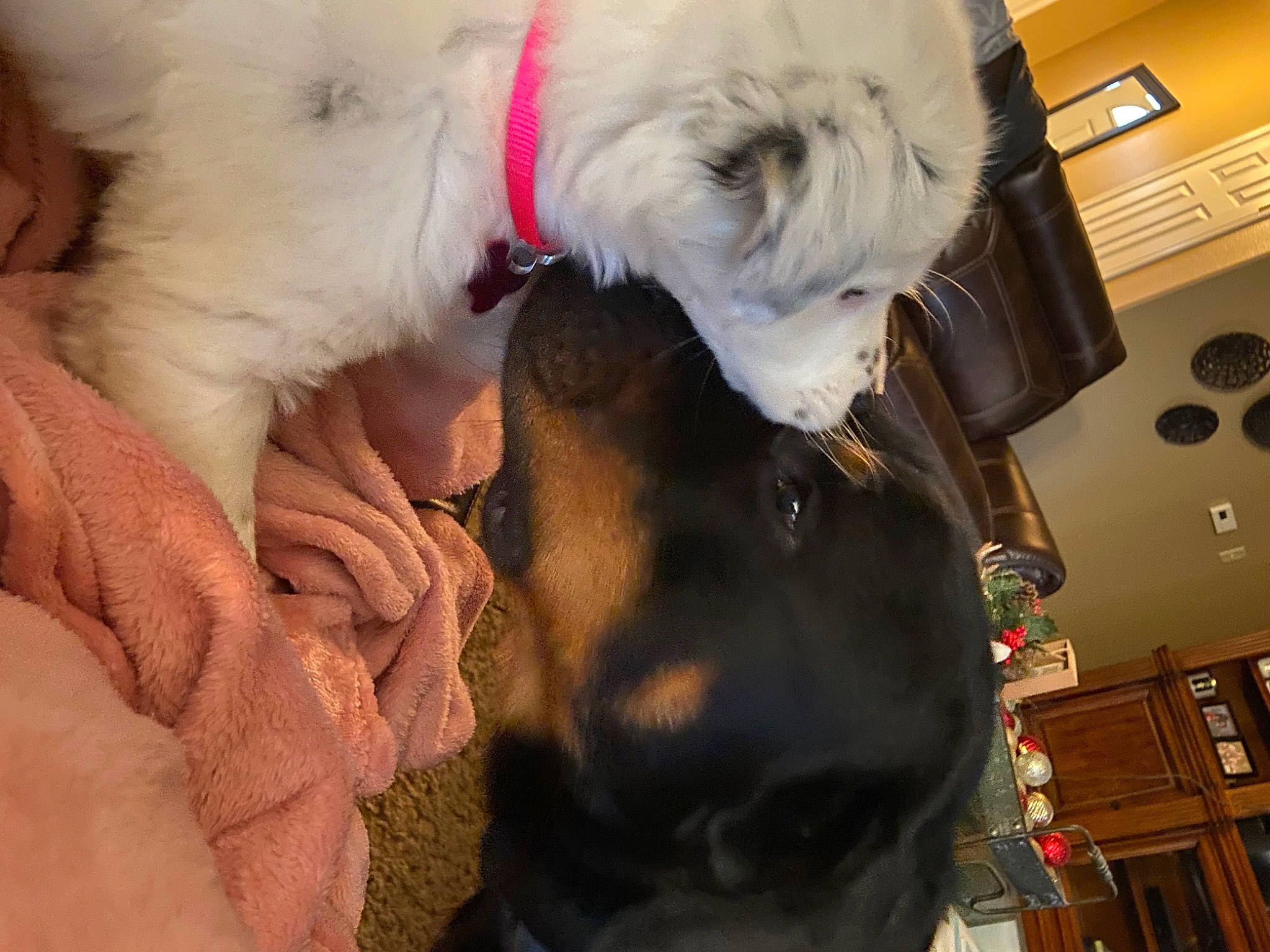 Nova joined the competition — help win amazing prizes! canidae, carnivore, collar, comfort, companion_dog, dog, dog_breed, dog_clothes, dog_collar, dog_supply, fawn, flooring, fur, mammal, pet_supply, puppy_love, snout, sporting_group, toy_dog, working_animal