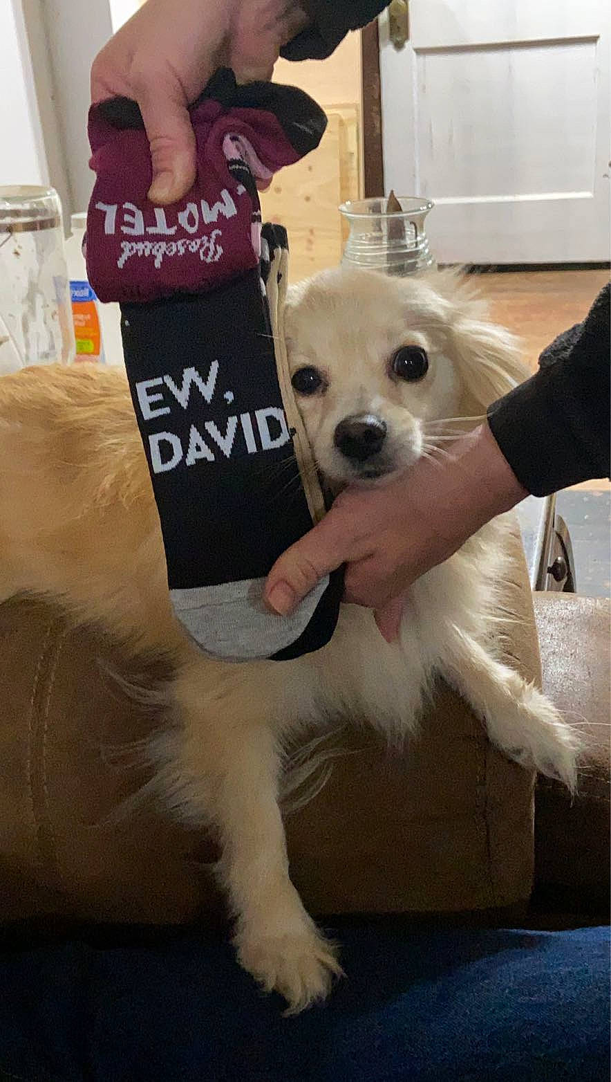 Harold is registered to the contest to win money with this photo: canidae, carnivore, chair, collar, companion_dog, dog, dog_breed, dog_clothes, dog_collar, dog_supply, fashion_accessory, fawn, fur, mammal, pet_supply, snout, sporting_group, toy_dog, whiskers, working_animal