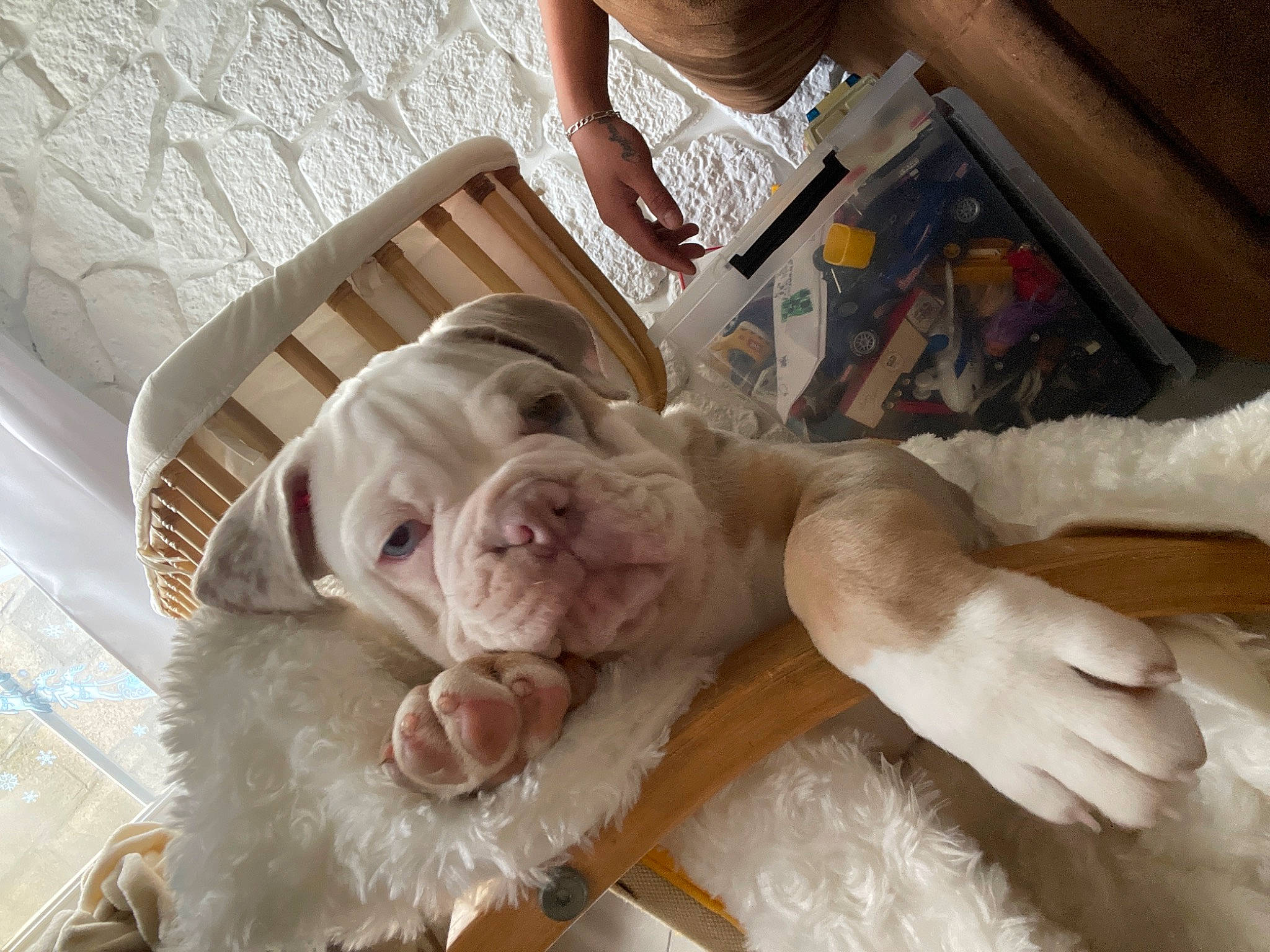 Albert a rejoint le concours — aidez-le/la à gagner de superbes lots ! canidae, carnivore, child, comfort, companion_dog, dog_breed, fashion_accessory, fawn, felidae, fur, jewellery, linens, room, small_to_medium_sized_cats, snout, sporting_group, stuffed_toy, toy, whiskers, wood