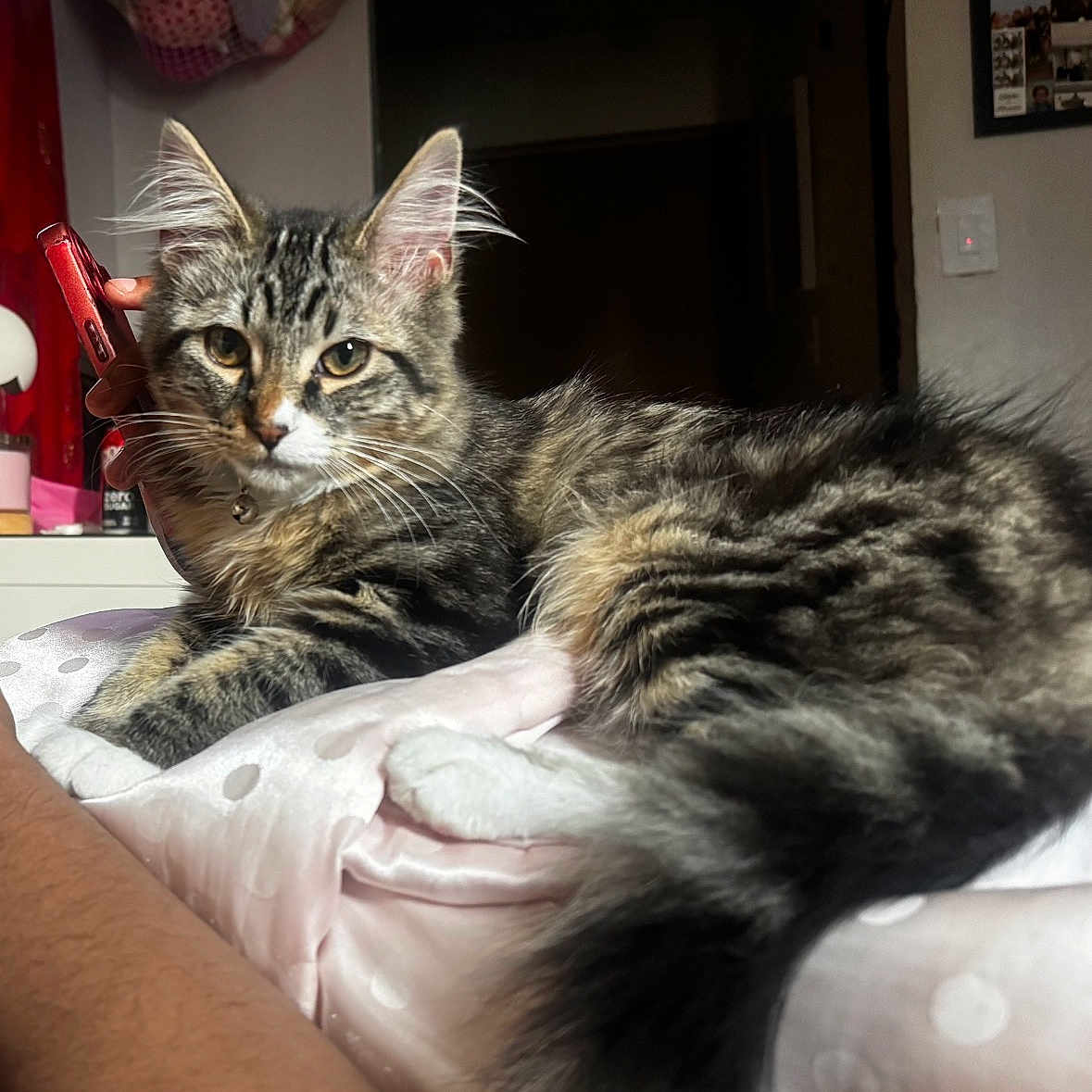 Auggie is registered to the contest to win money with this photo: cat, tabby, fur, pet, indoor, pillow, silky, polka_dot, hand, phone, curious, lounging, closeup, domestic_animal, whiskers, ears, tail, resting, cozy, bedroom